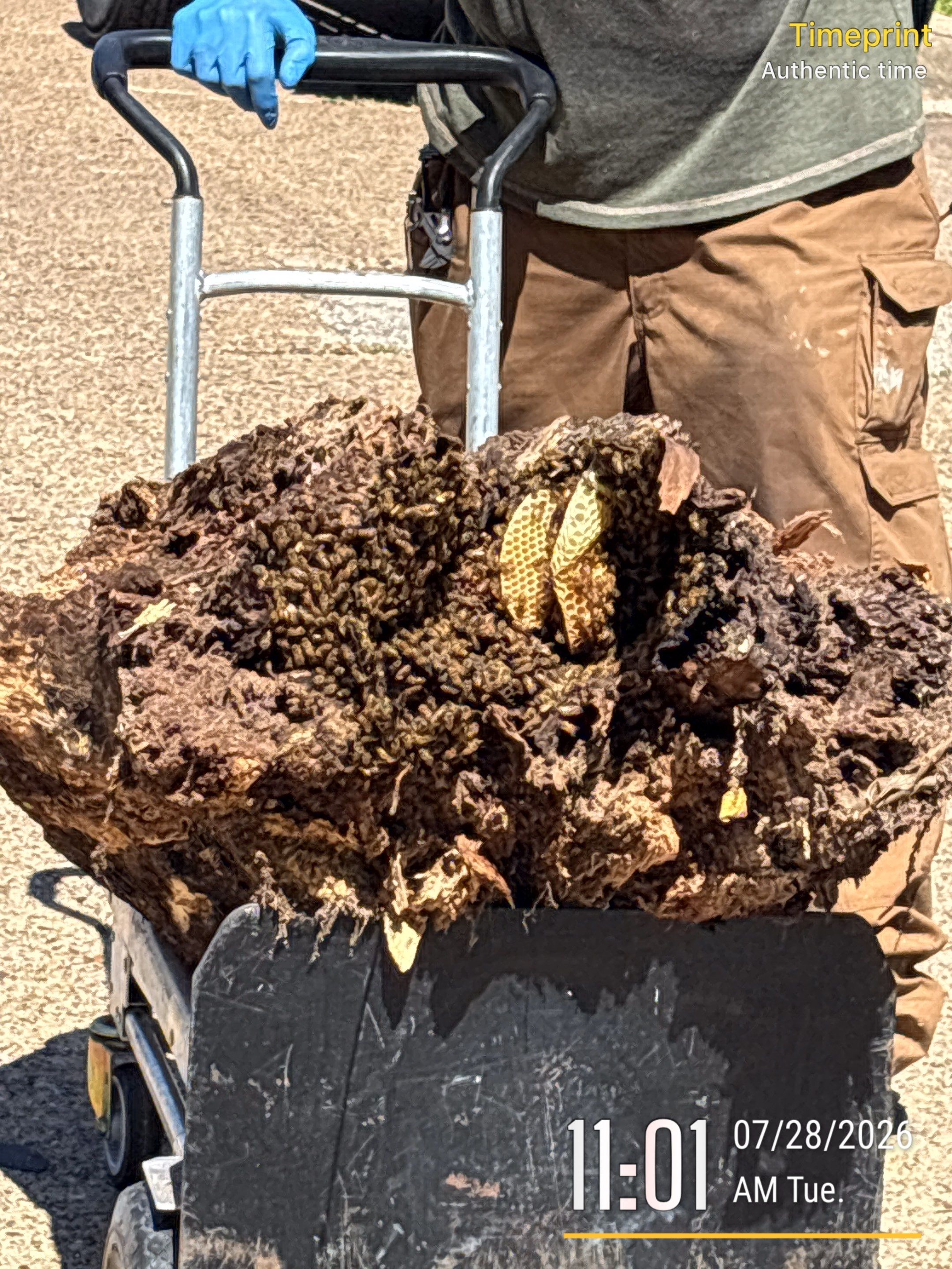 Warranted Removal by Rockwall Honey Bee Company