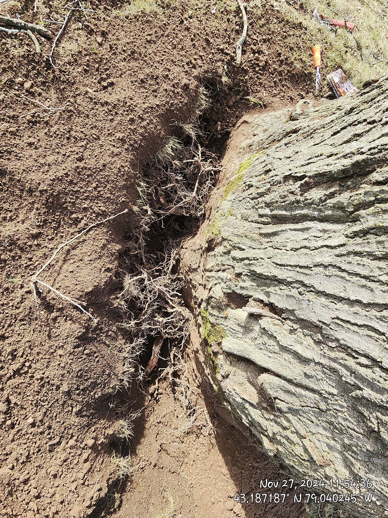 Griddling Root on Oak by Treeman Tom LLC