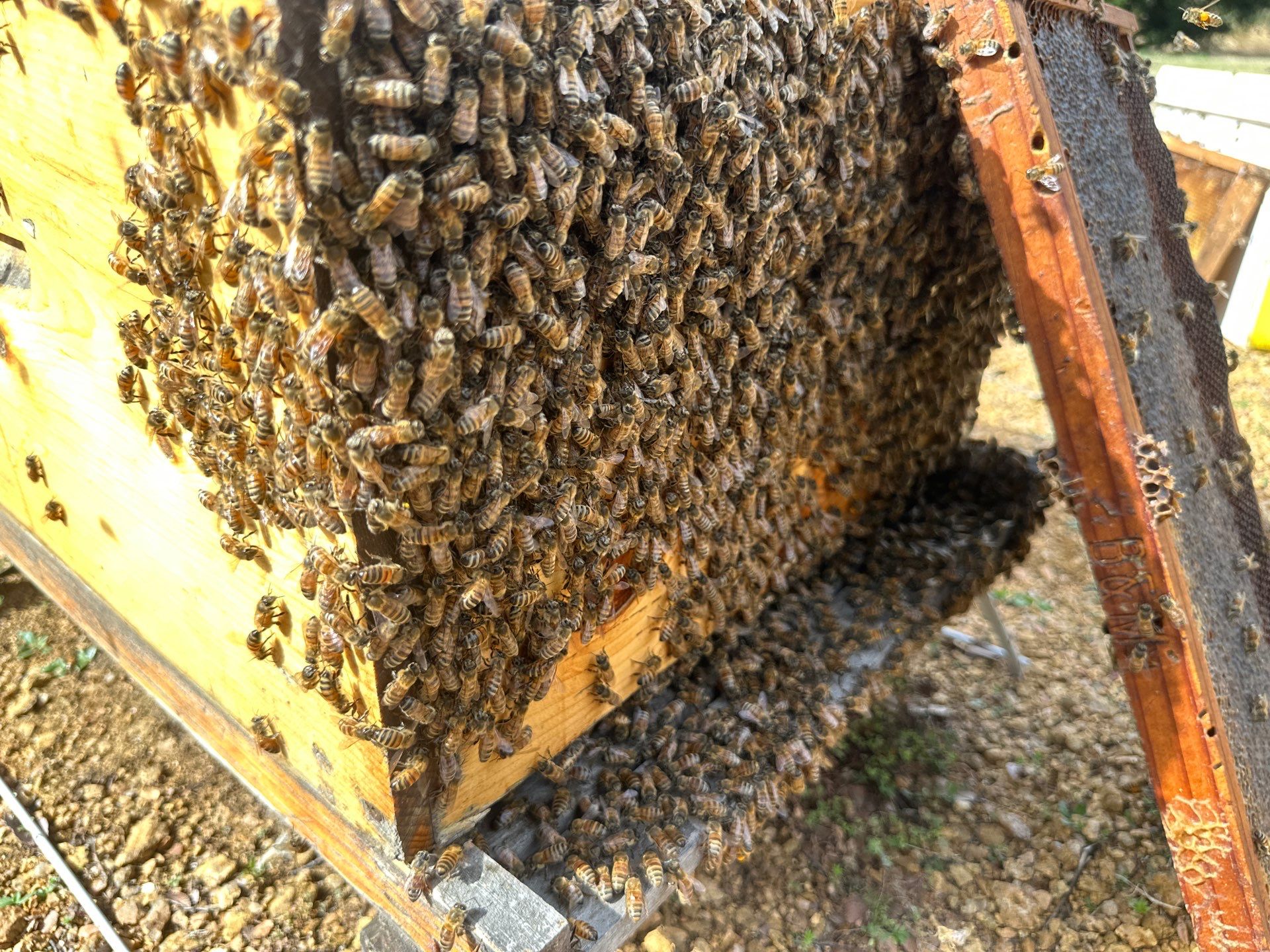 Urban Bees in Richardson by Rockwall Honey Bee Company