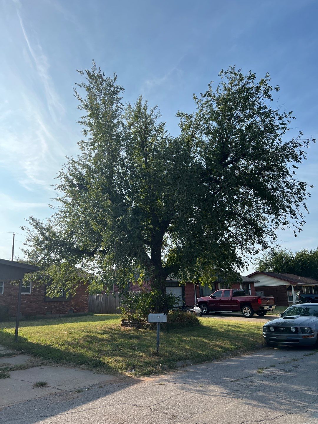 Tree Trimming by Clays Services Inc