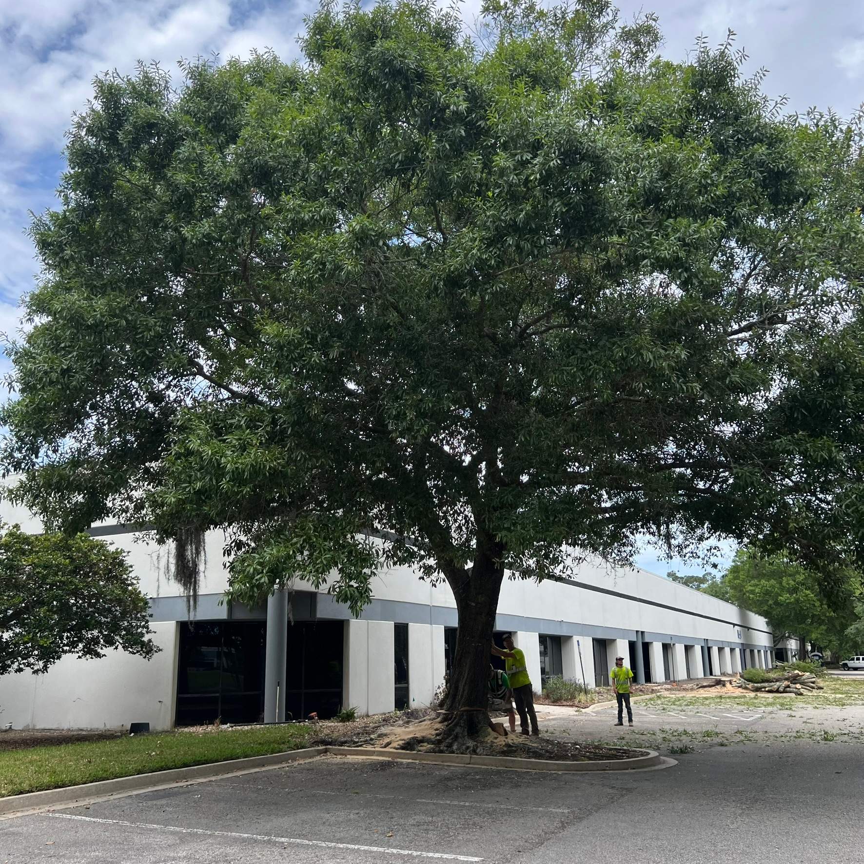 Tree Work | Center Point Business Complex by ProGreen Services