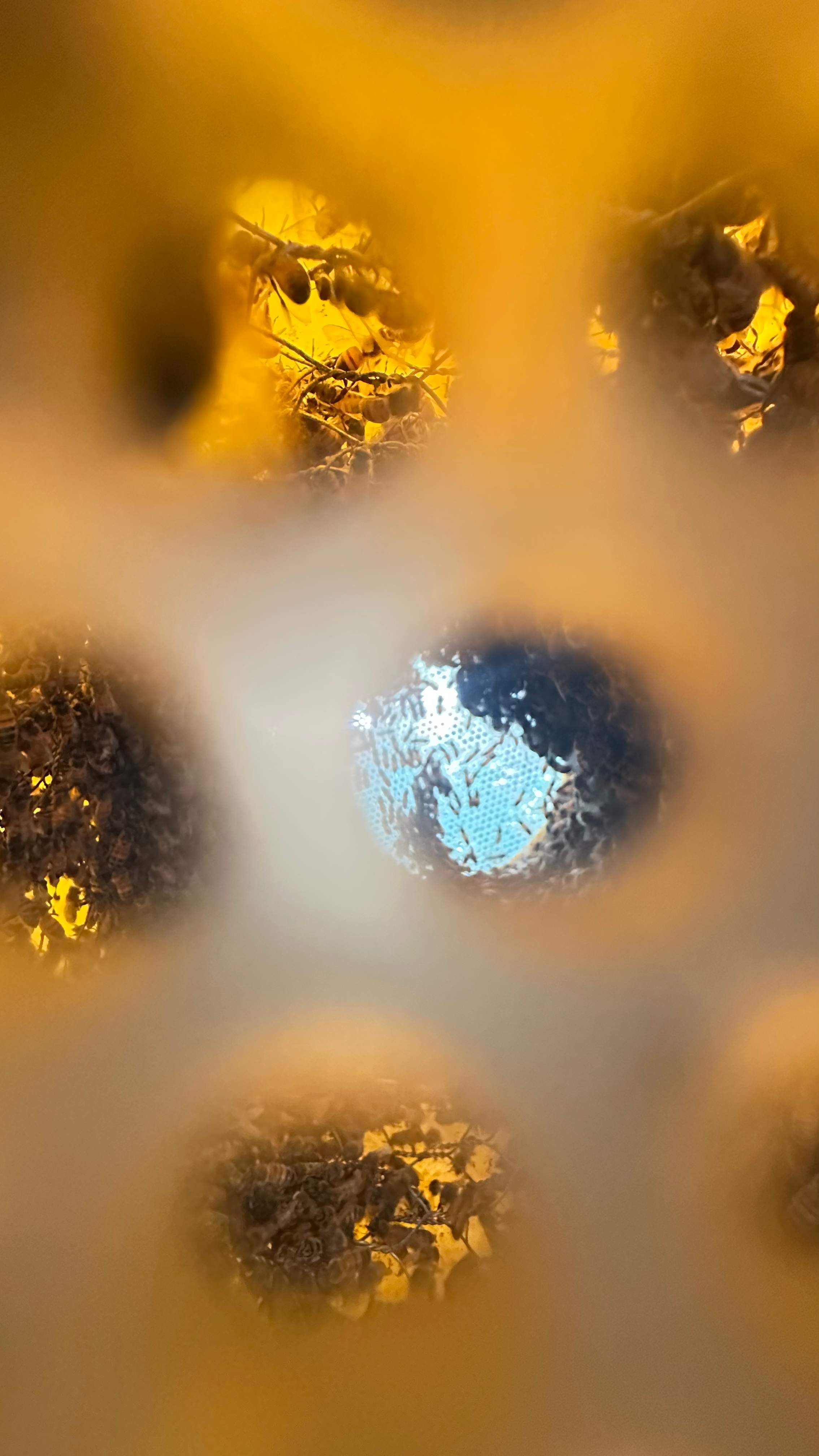 Long-term Residents by Rockwall Honey Bee Company