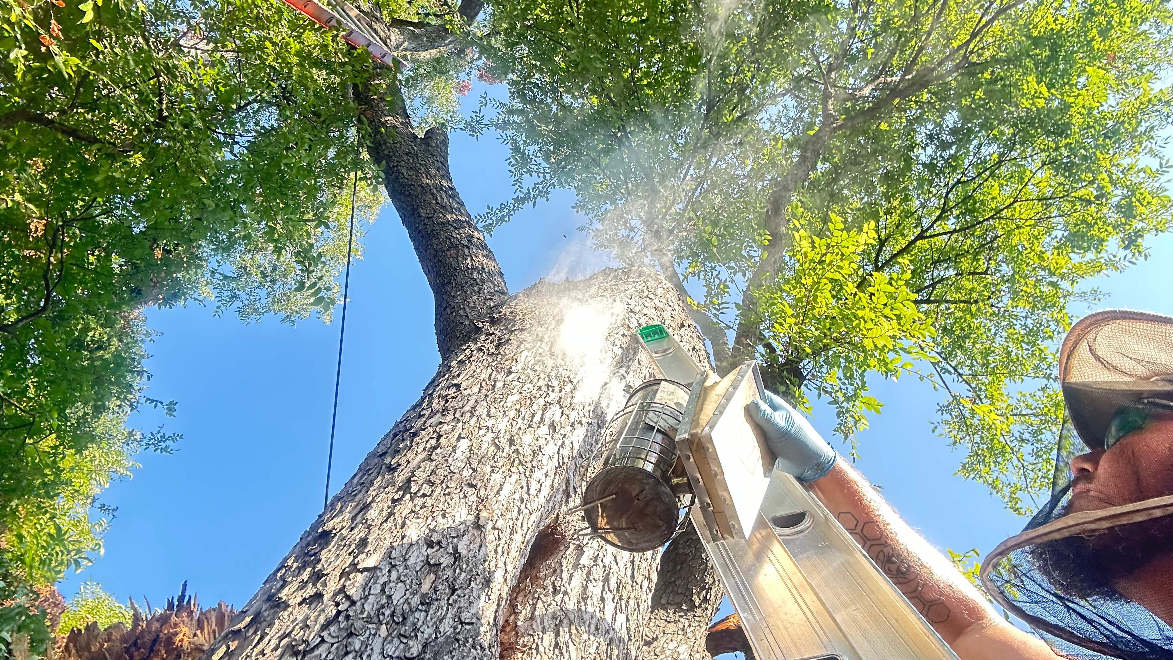 Tree Service Help  by Rockwall Honey Bee Company