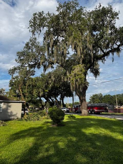 Tree Removal | Episcopal School of Jacksonville by ProGreen Services