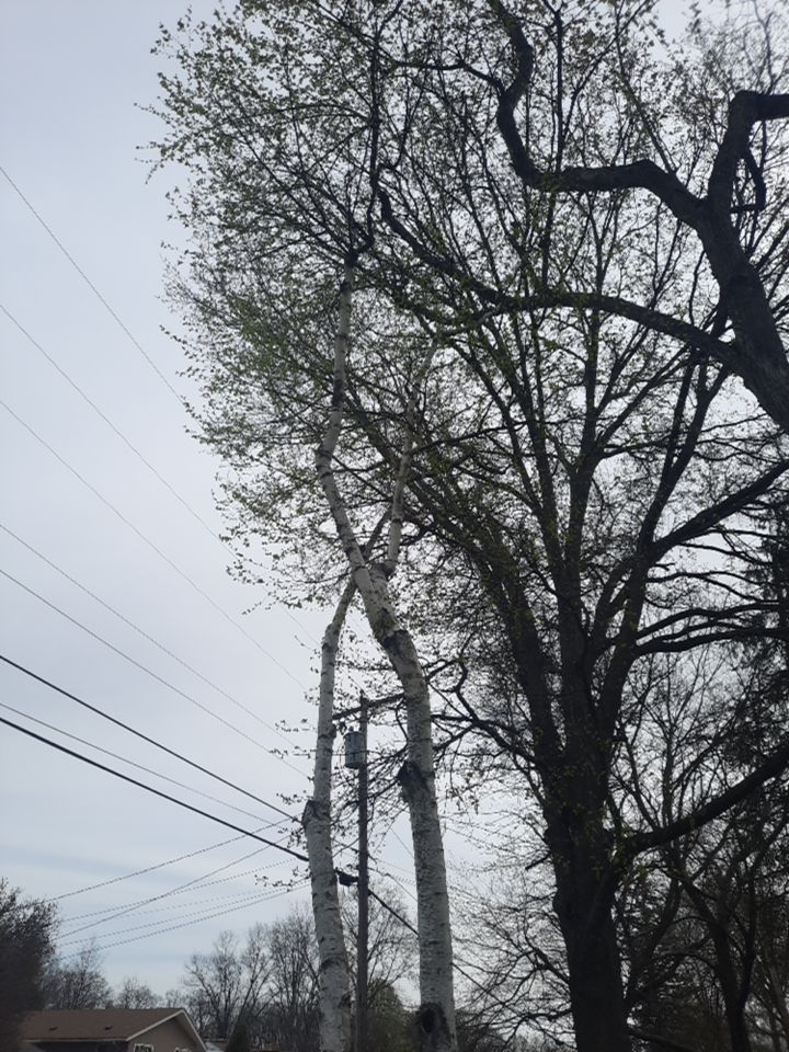 Tree Removal using Tree Removal by Mike Jones & Sons Tree Service LLC 