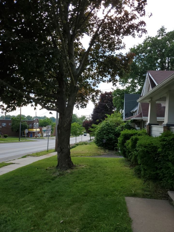 Tree Trimming using Tree Pruing by Mike Jones & Sons Tree Service LLC 