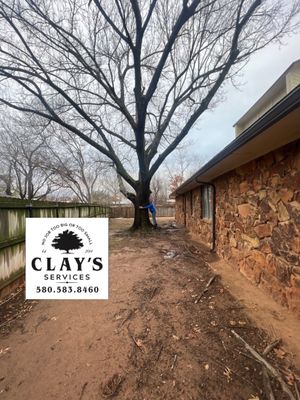 Large Oak Removal
