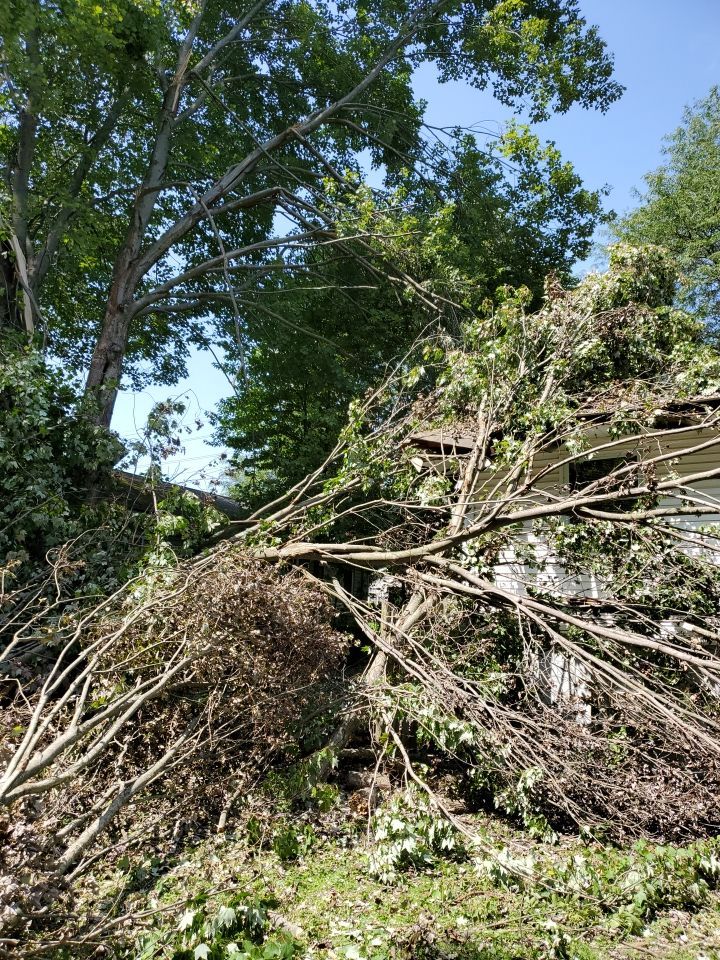 Storm Damaged Tree Removal  by Mike Jones & Sons Tree Service LLC 