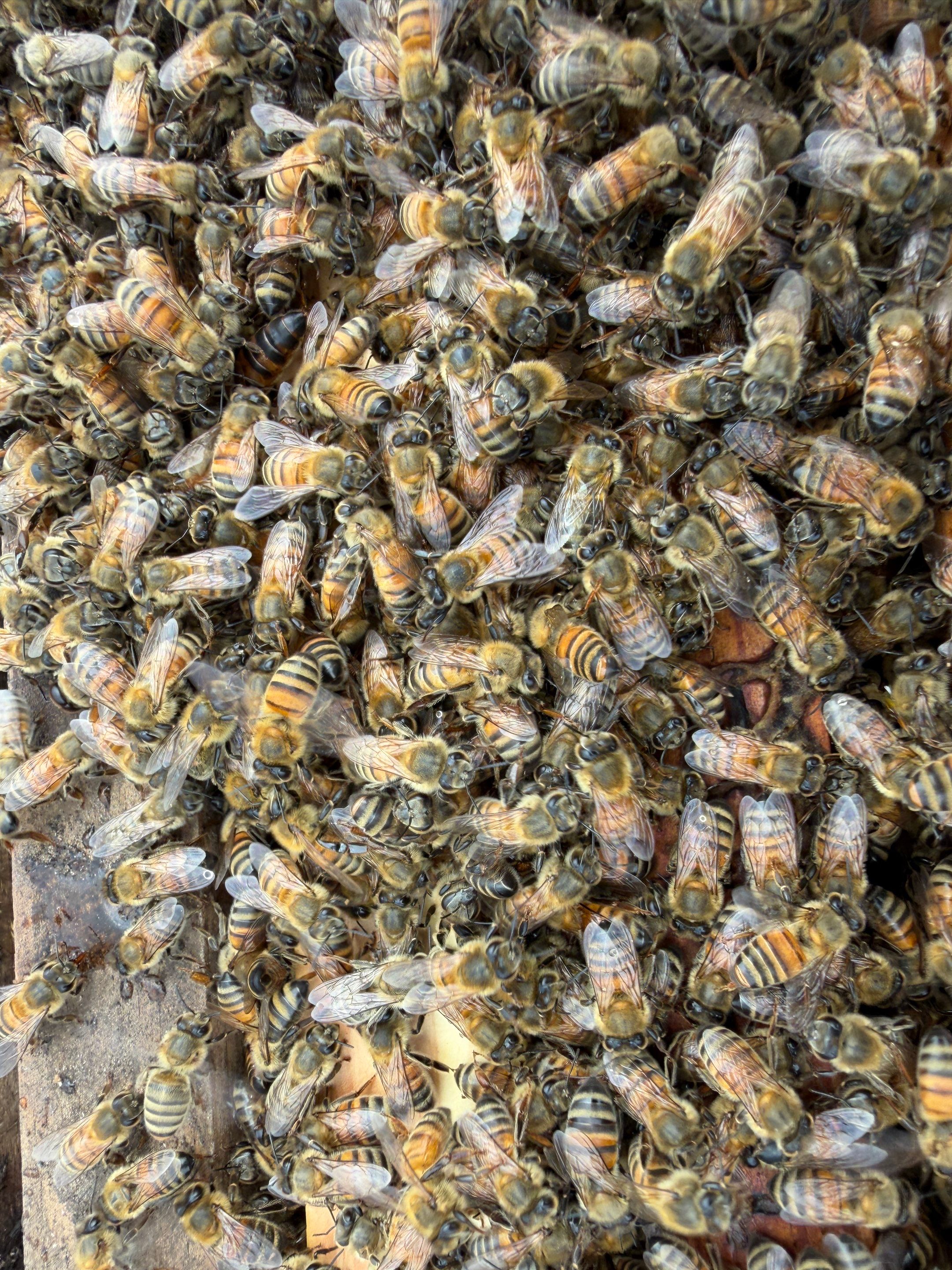 Exemption in Royse City, TX by Rockwall Honey Bee Company