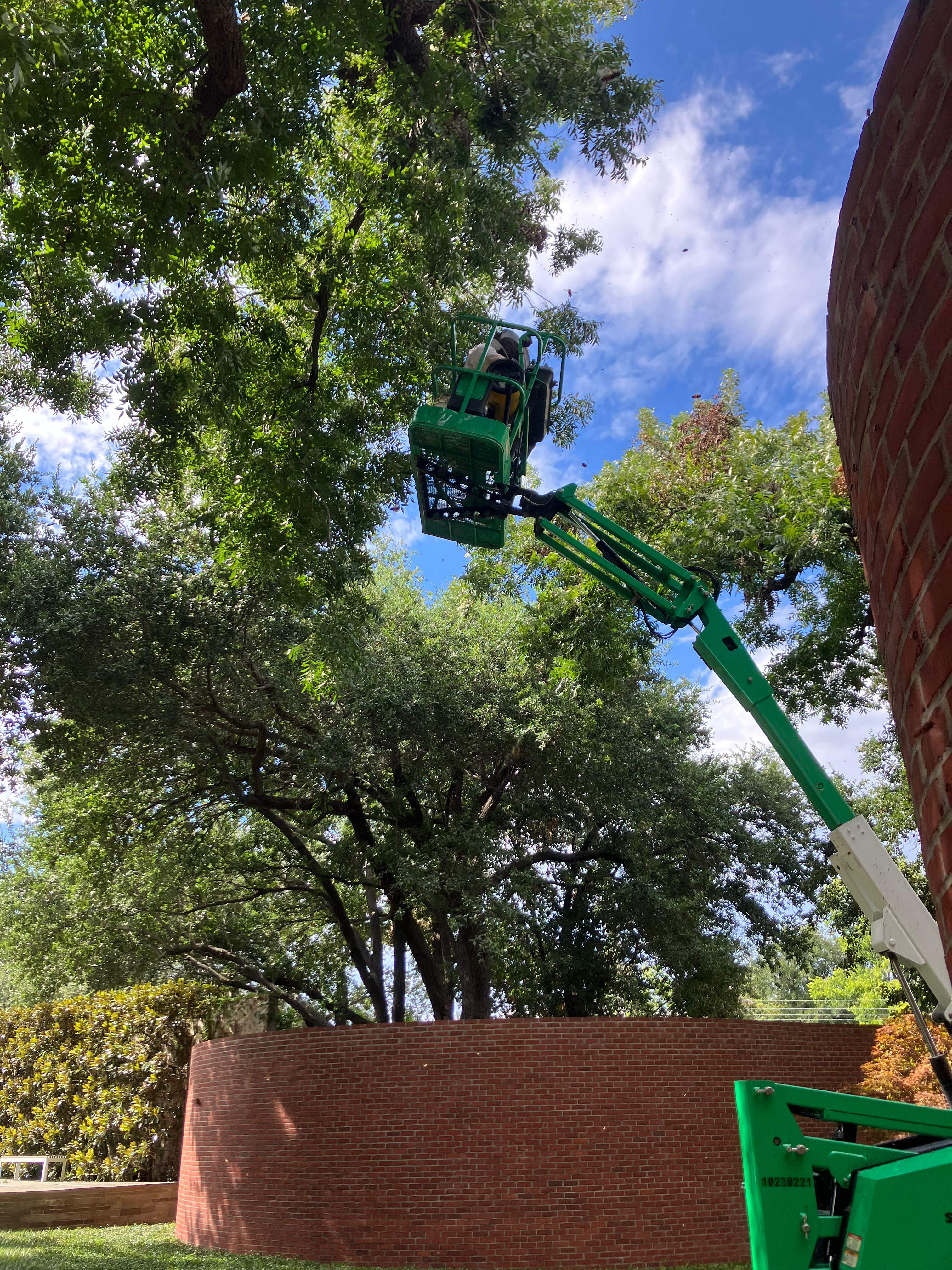 Open-Air Massive Colony by Rockwall Honey Bee Company