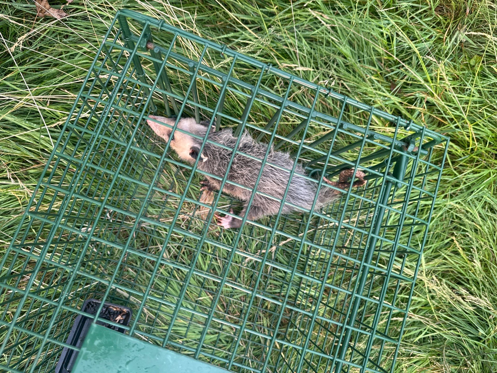 Wildlife trapping of opussum by NYC Extermination LLC