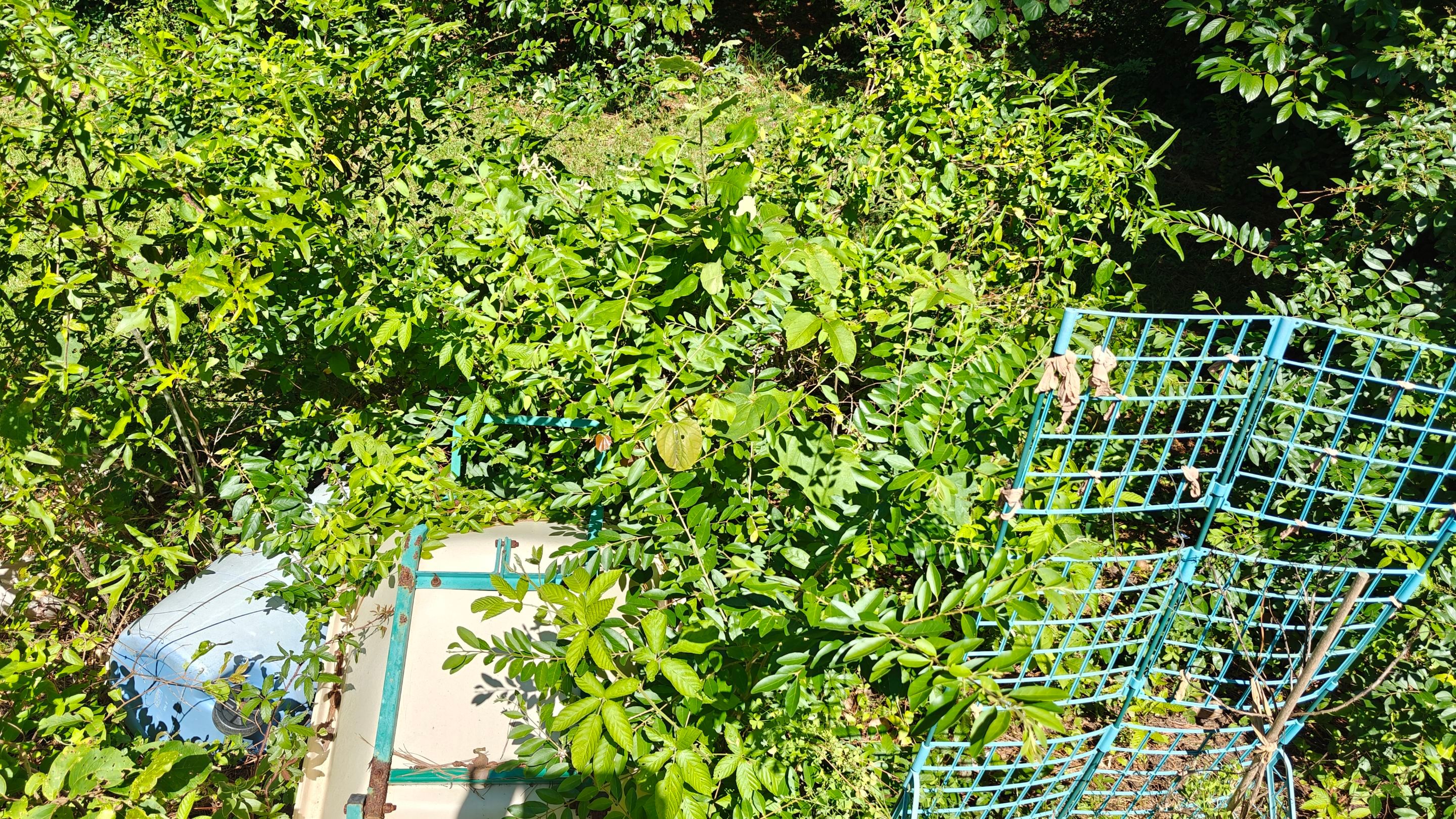 Bi Weekly Landscaping/ Weeding  by College Bros Outdoor services