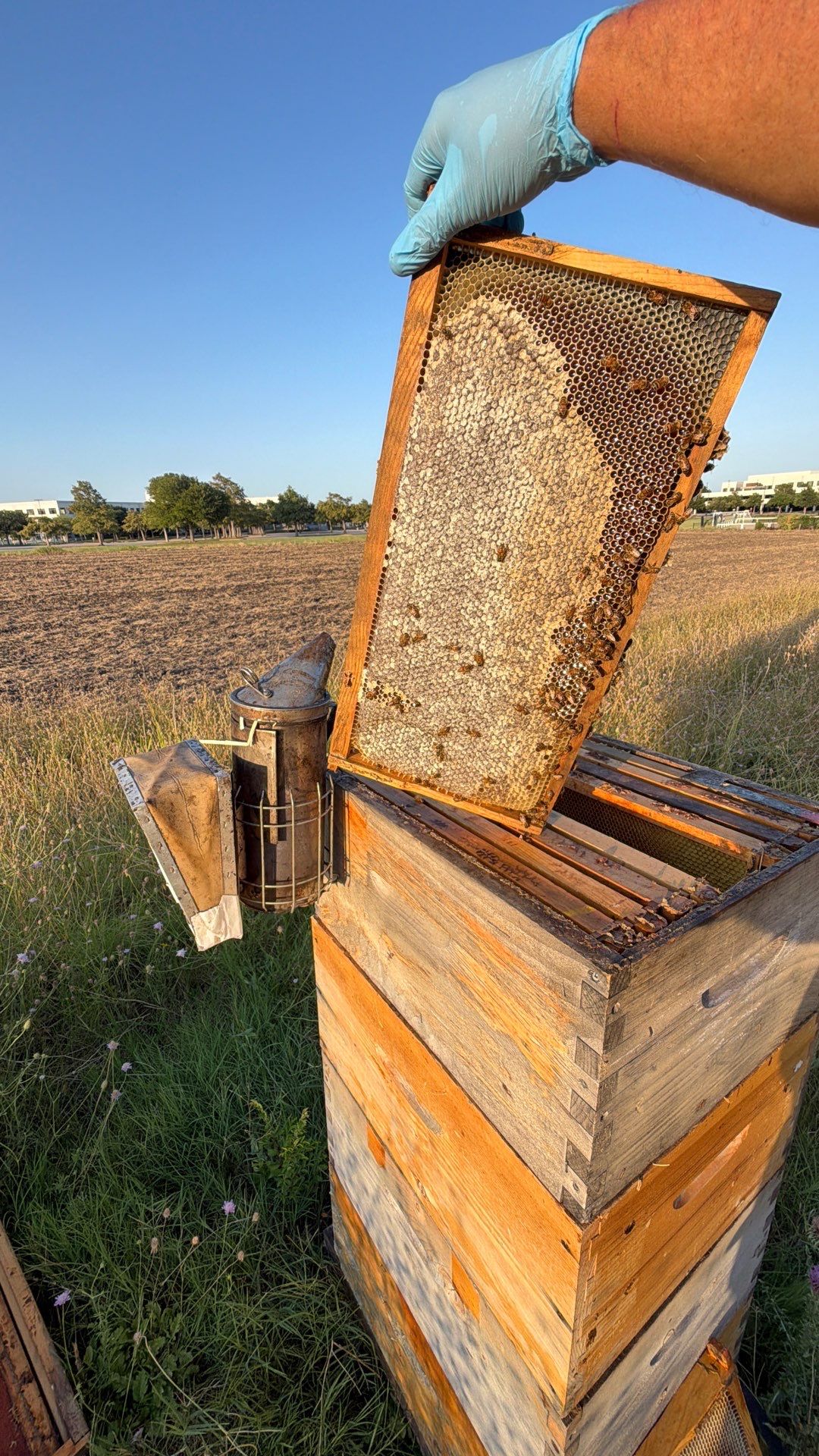 Frisco Financial HQ by Rockwall Honey Bee Company