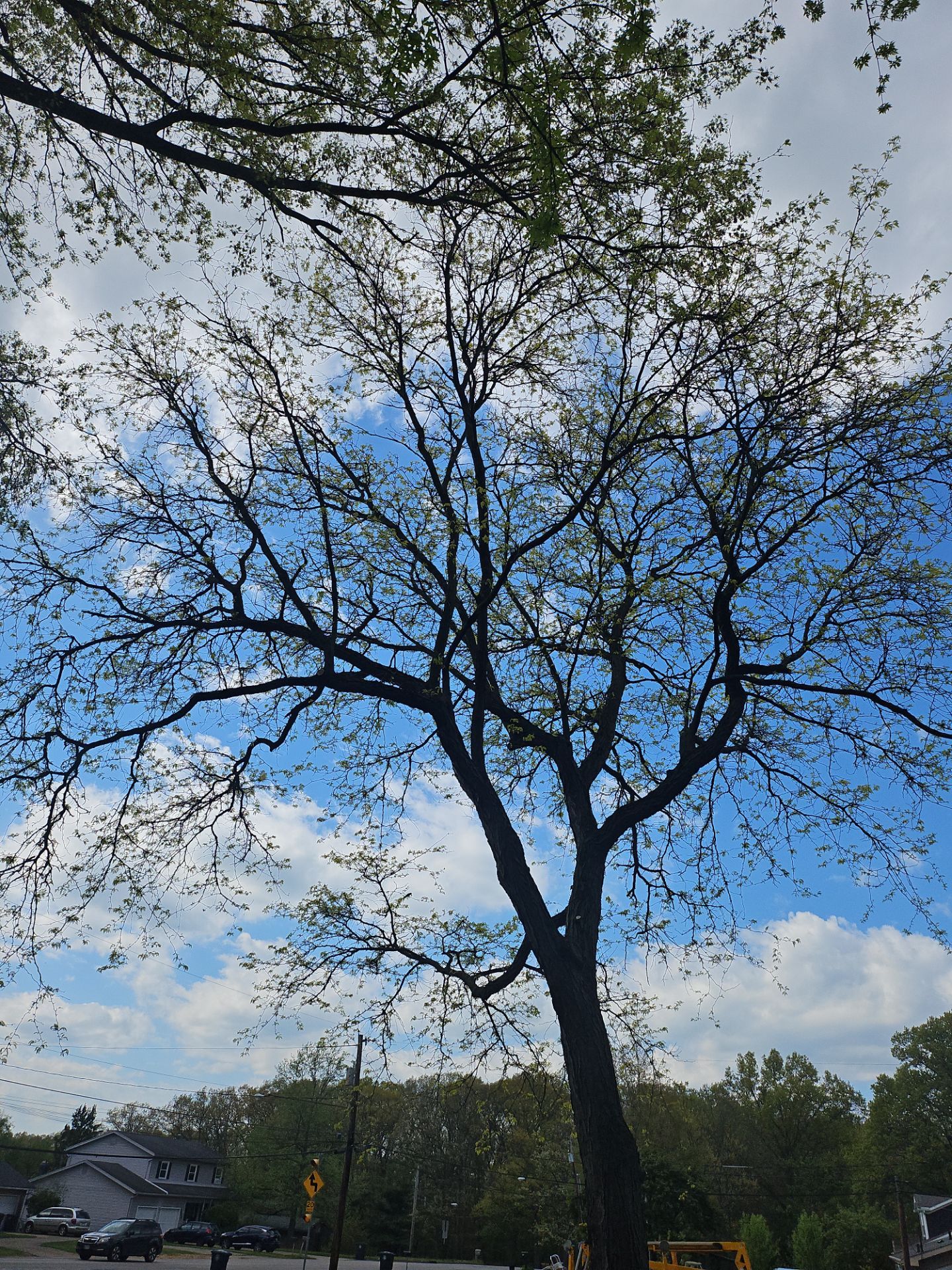 Tree Trimming using Tree Pruing by Mike Jones & Sons Tree Service LLC 