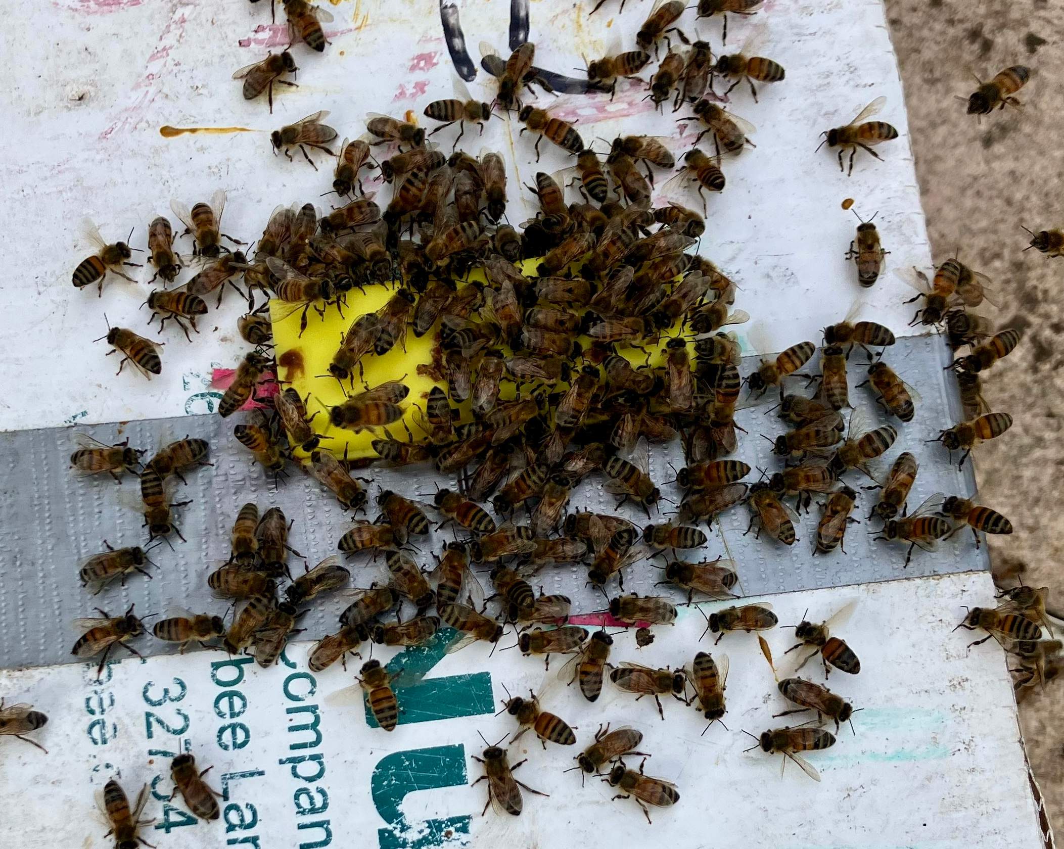 Improper Repair by Rockwall Honey Bee Company