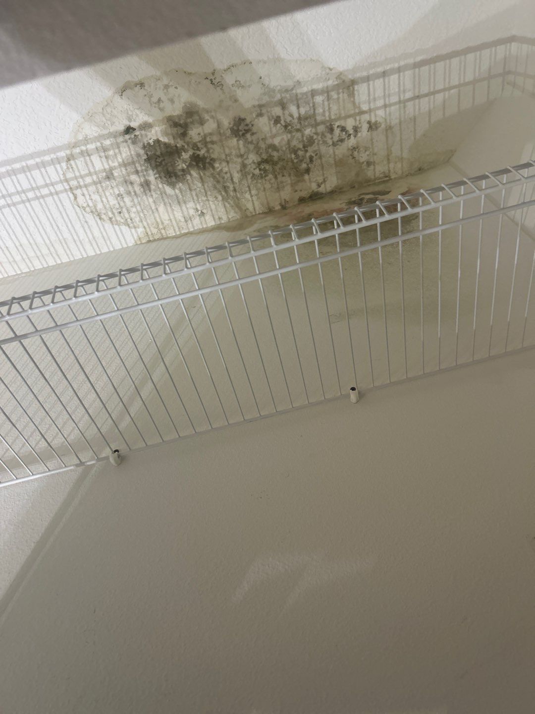 Mold Damage Restoration In Osprey by Ampm Restoration Services
