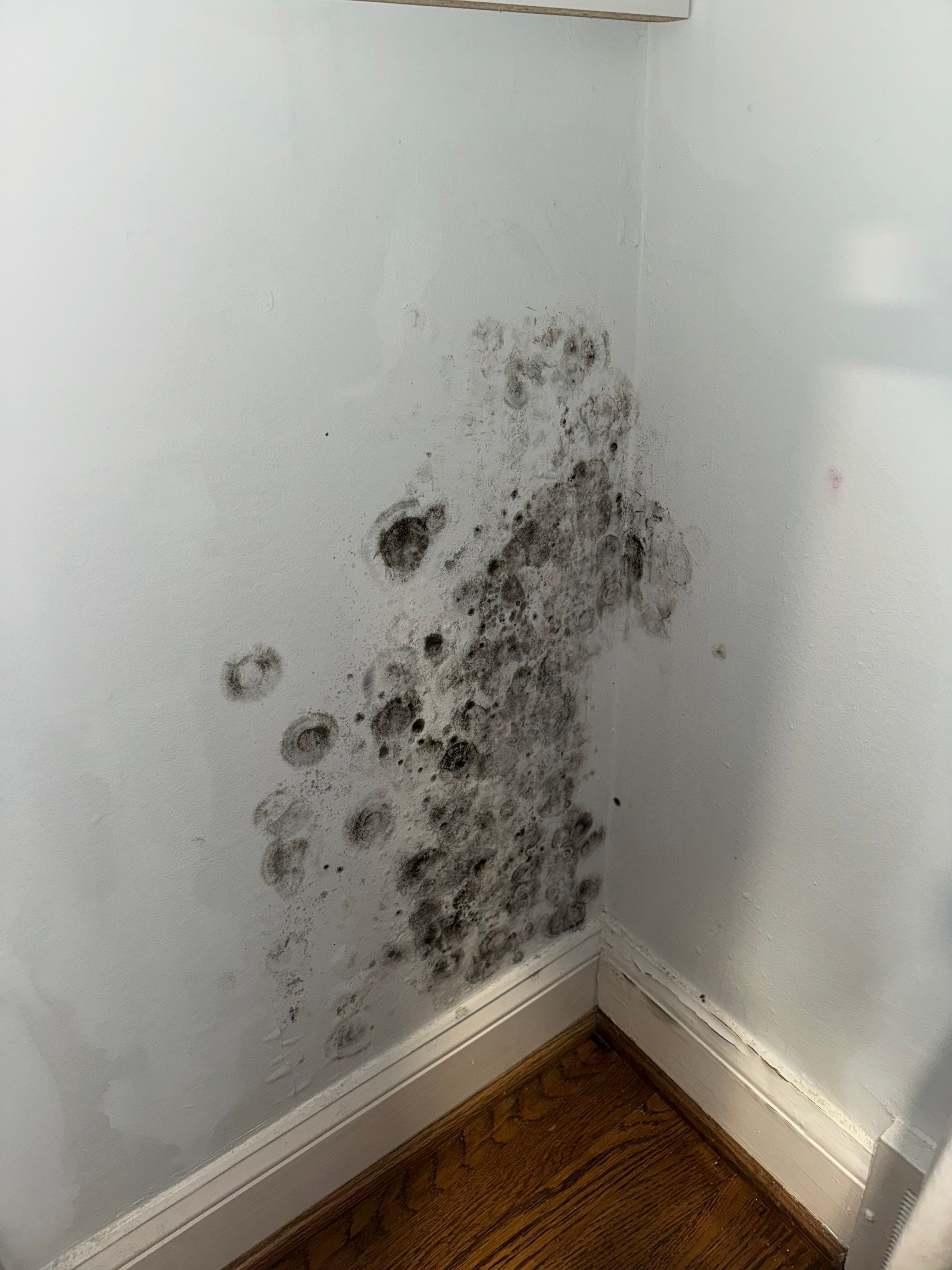 Small Mold Remediation in Louisville, KY by ANR Restoration