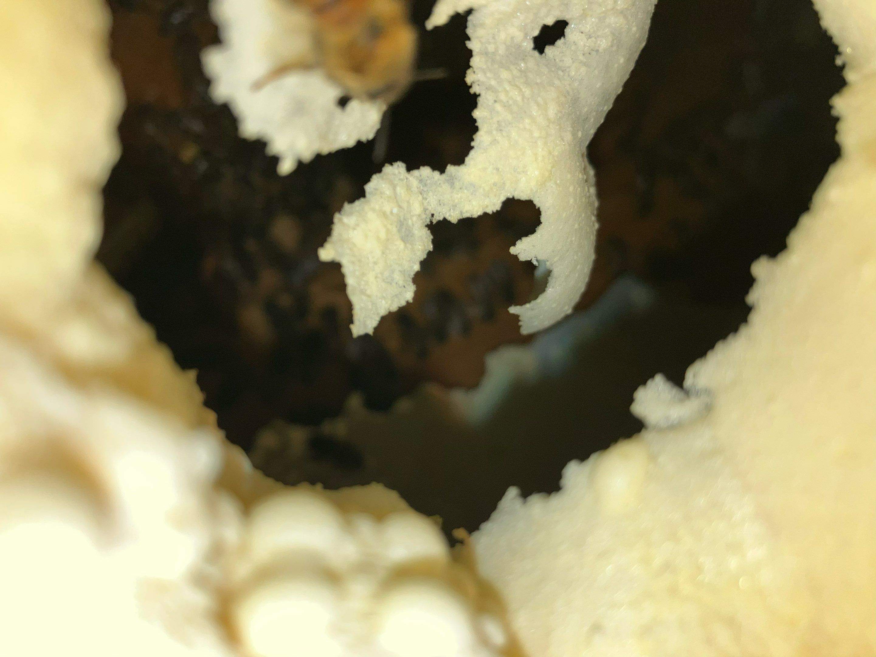 High Peak Bees by Rockwall Honey Bee Company