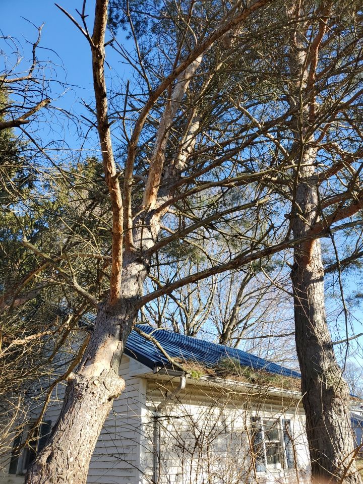 Storm Damaged Tree Removal  using Tree Removal by Mike Jones & Sons Tree Service LLC 
