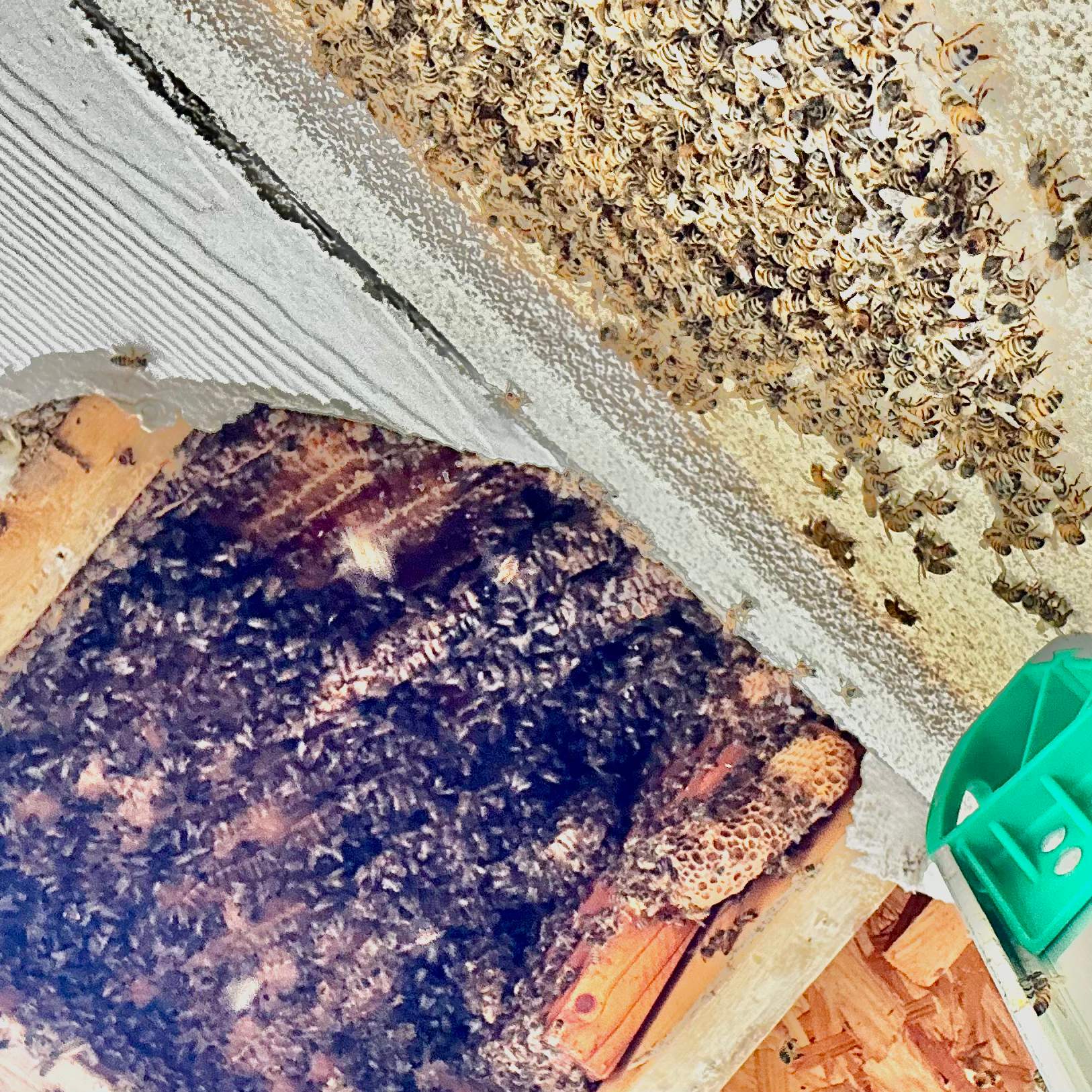 Beloved by Rockwall Honey Bee Company