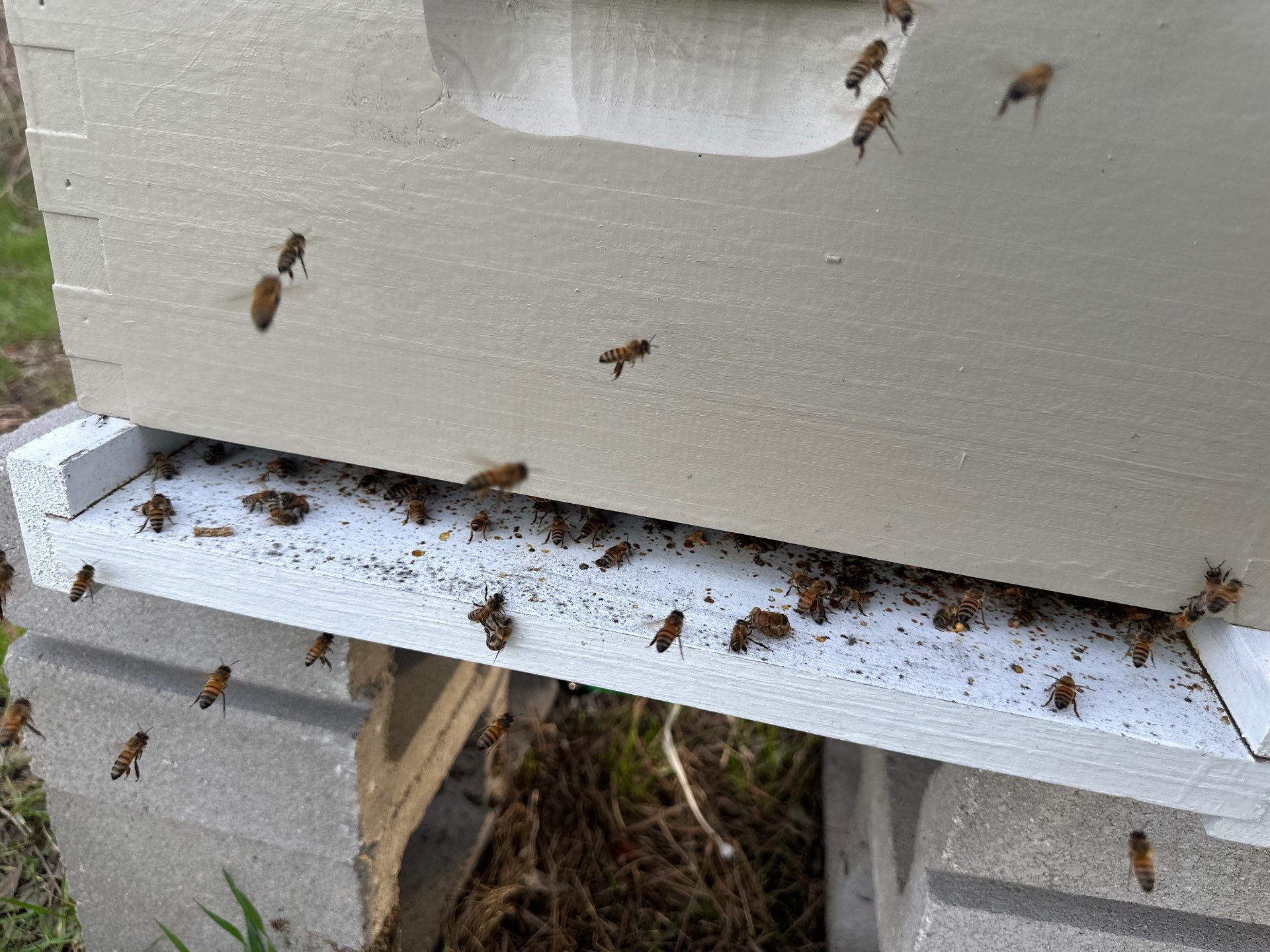 Honey-Maker Apiary in Greenville by Rockwall Honey Bee Company