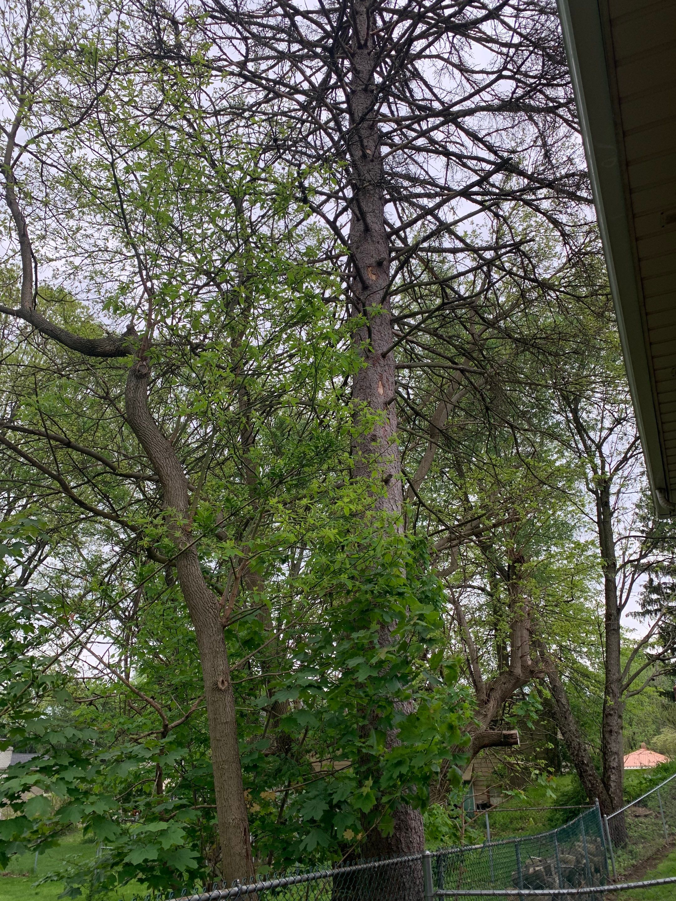 Tree Removal using Tree Removal by Mike Jones & Sons Tree Service LLC 