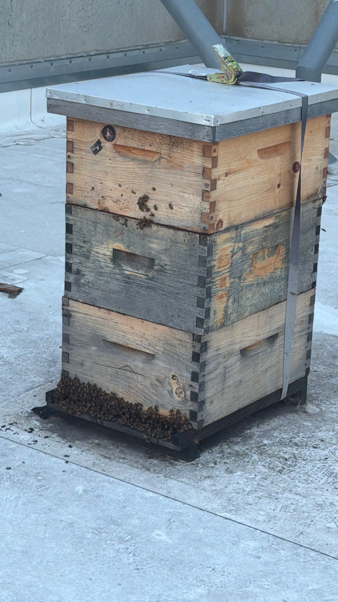 Anchovies on your Apiary by Rockwall Honey Bee Company