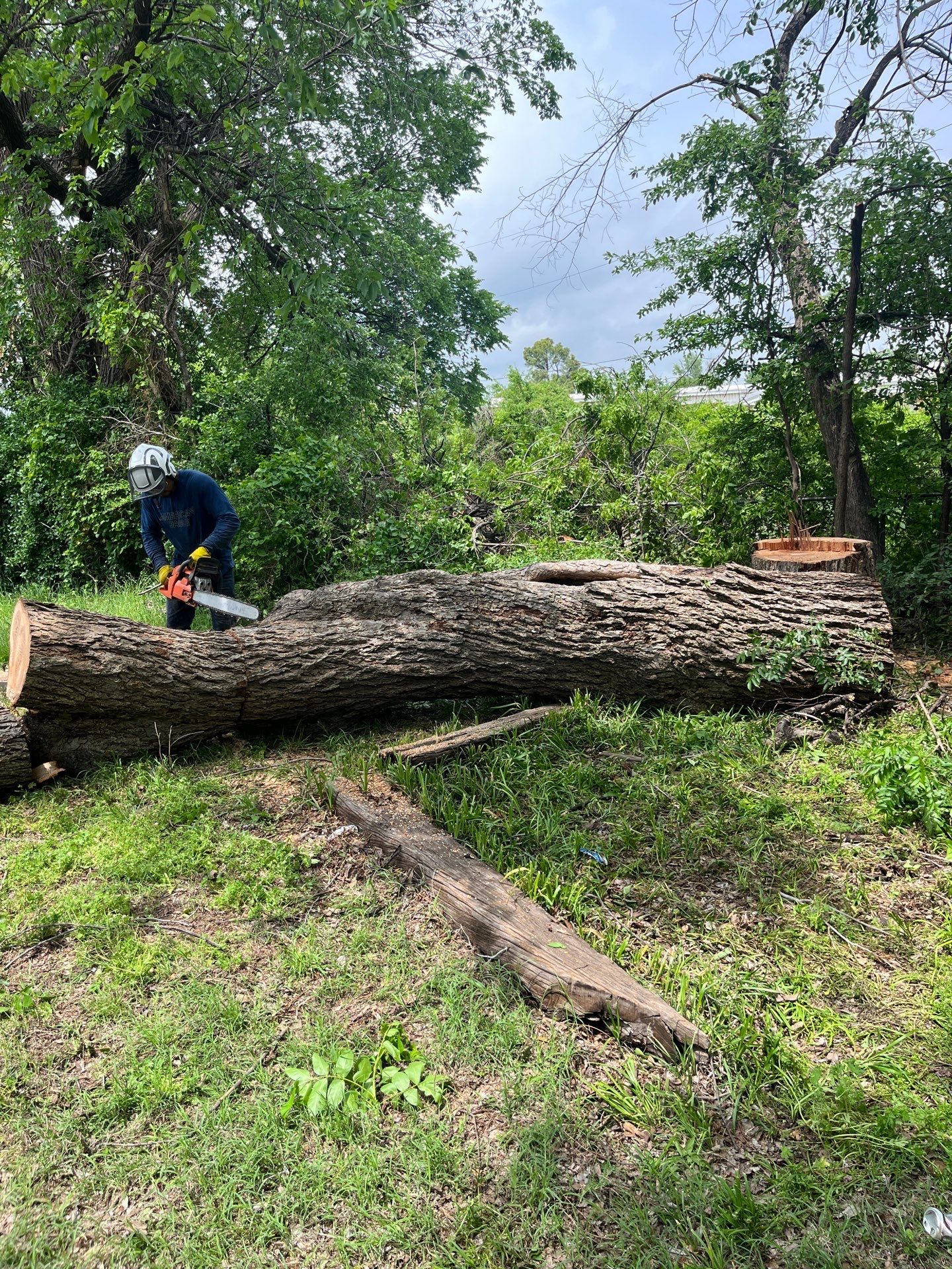Tree Removal by Clays Services Inc
