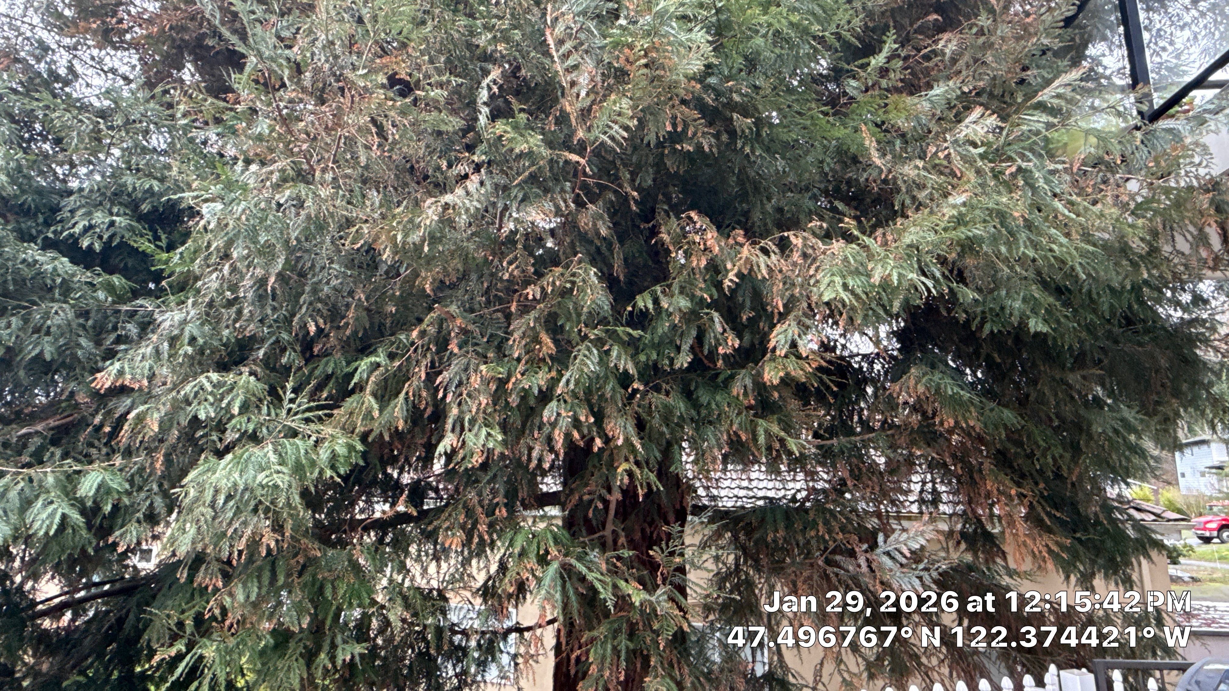Arborist Report for Redwood Tree with Root System Concerns – Seattle, WA by Sound Tree Care LLC