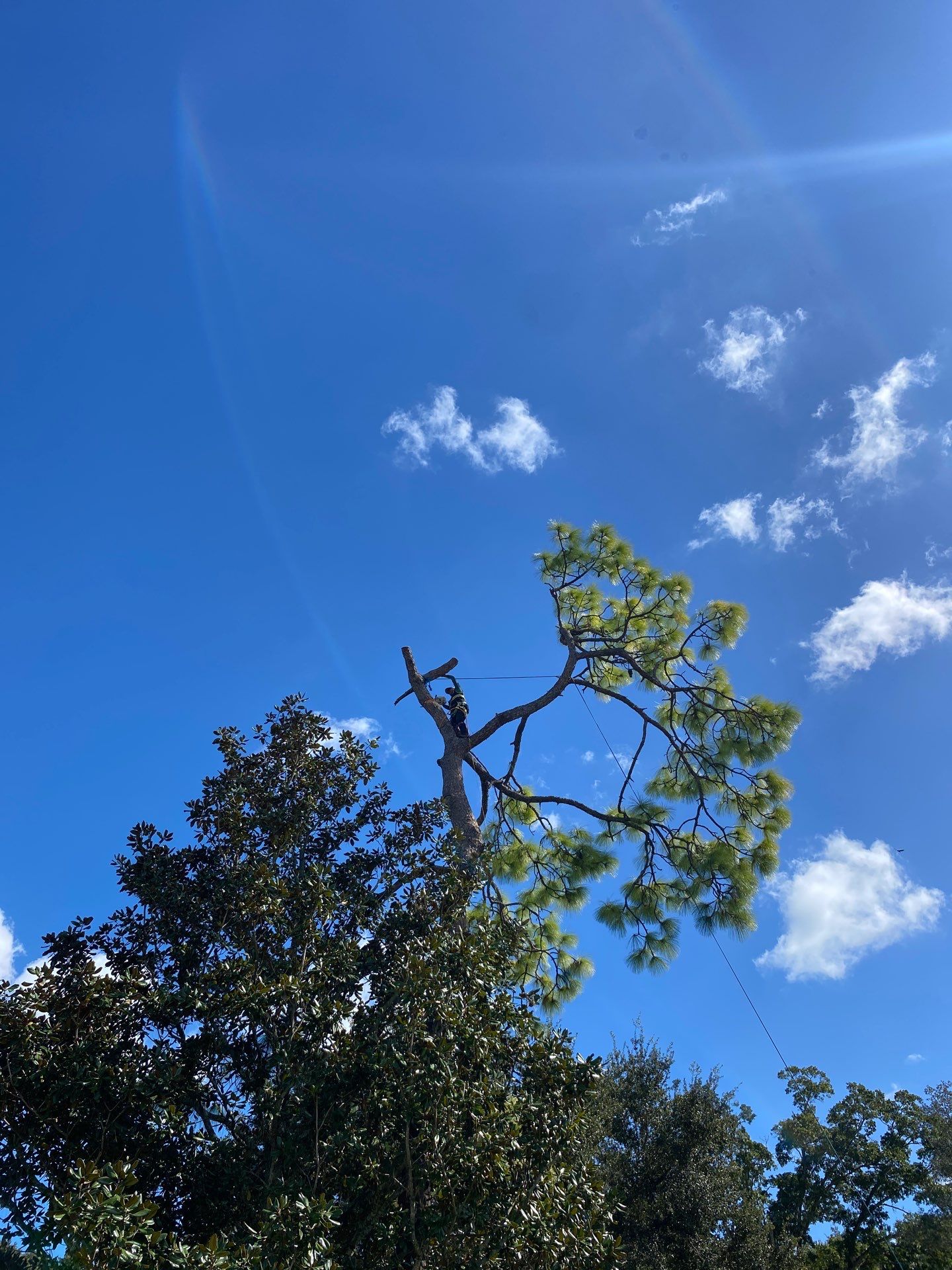 Deerwood Resident | Tree Removal by ProGreen Services