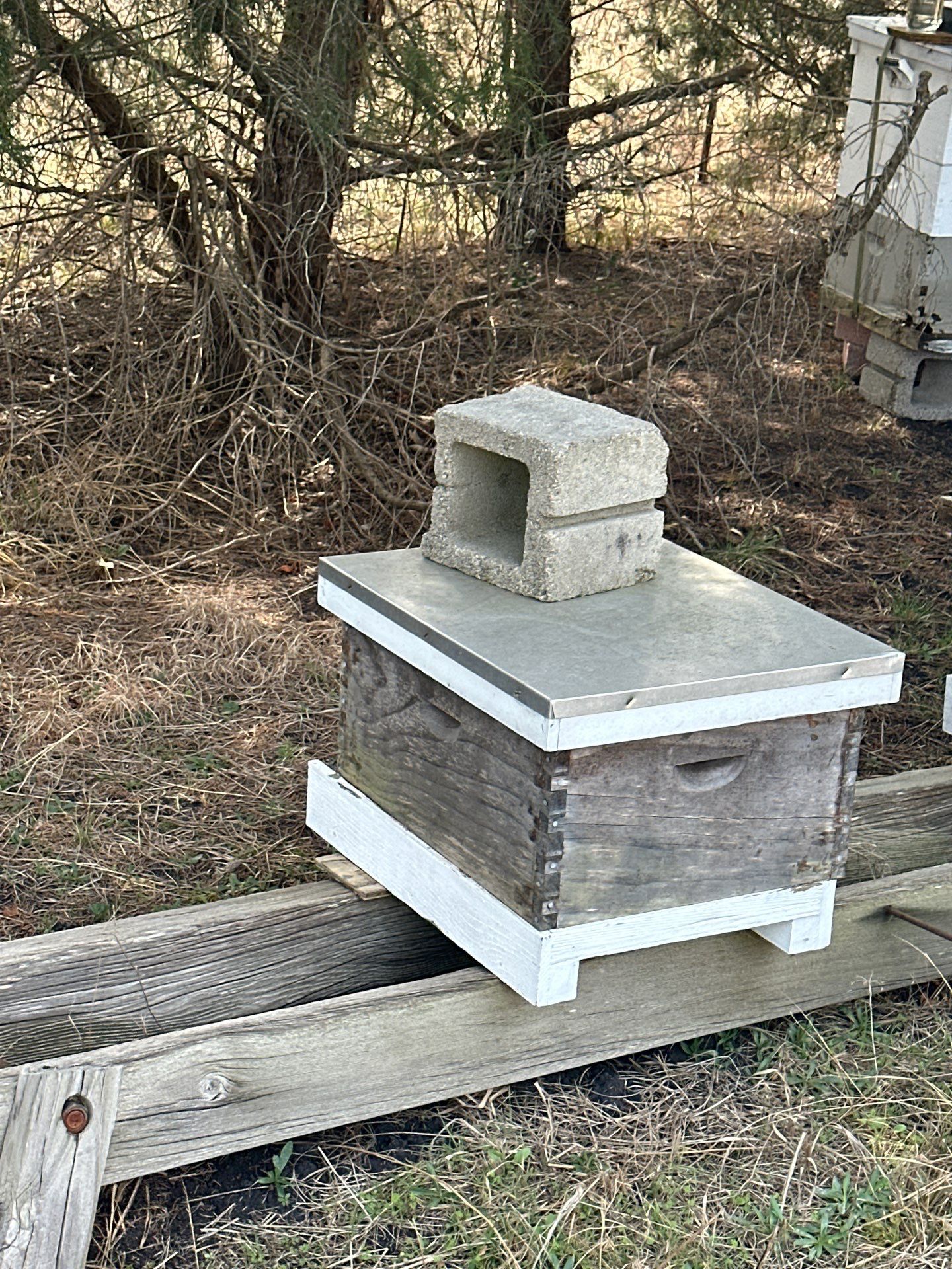 Honey bee hives in trees.. right here in Rockwall! by Rockwall Honey Bee Company
