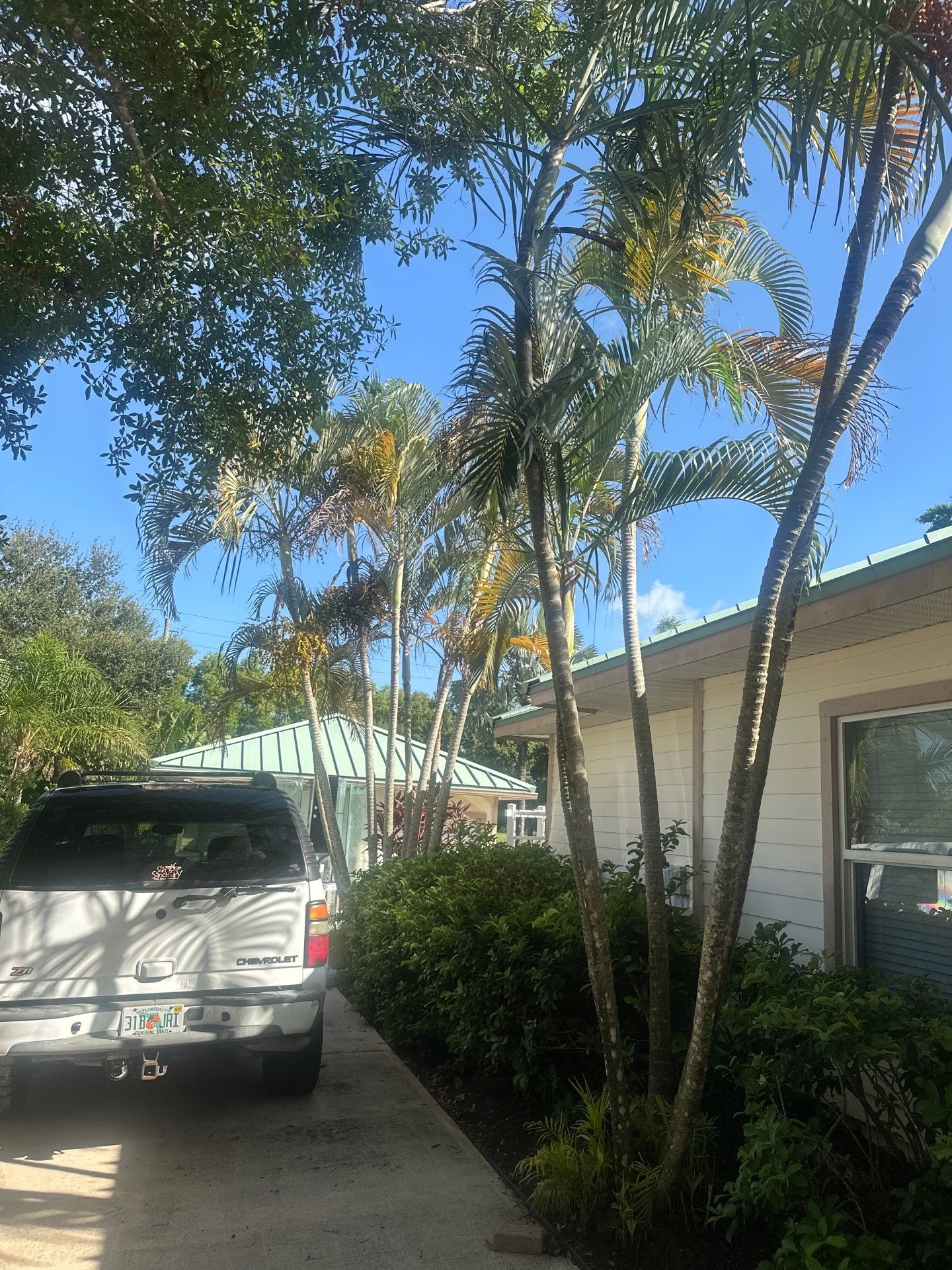 🌴 A Masterclass in Proper Palm Tree Cleaning & Trimming in Palm City Community by Alpha Zeta Enterprises Inc