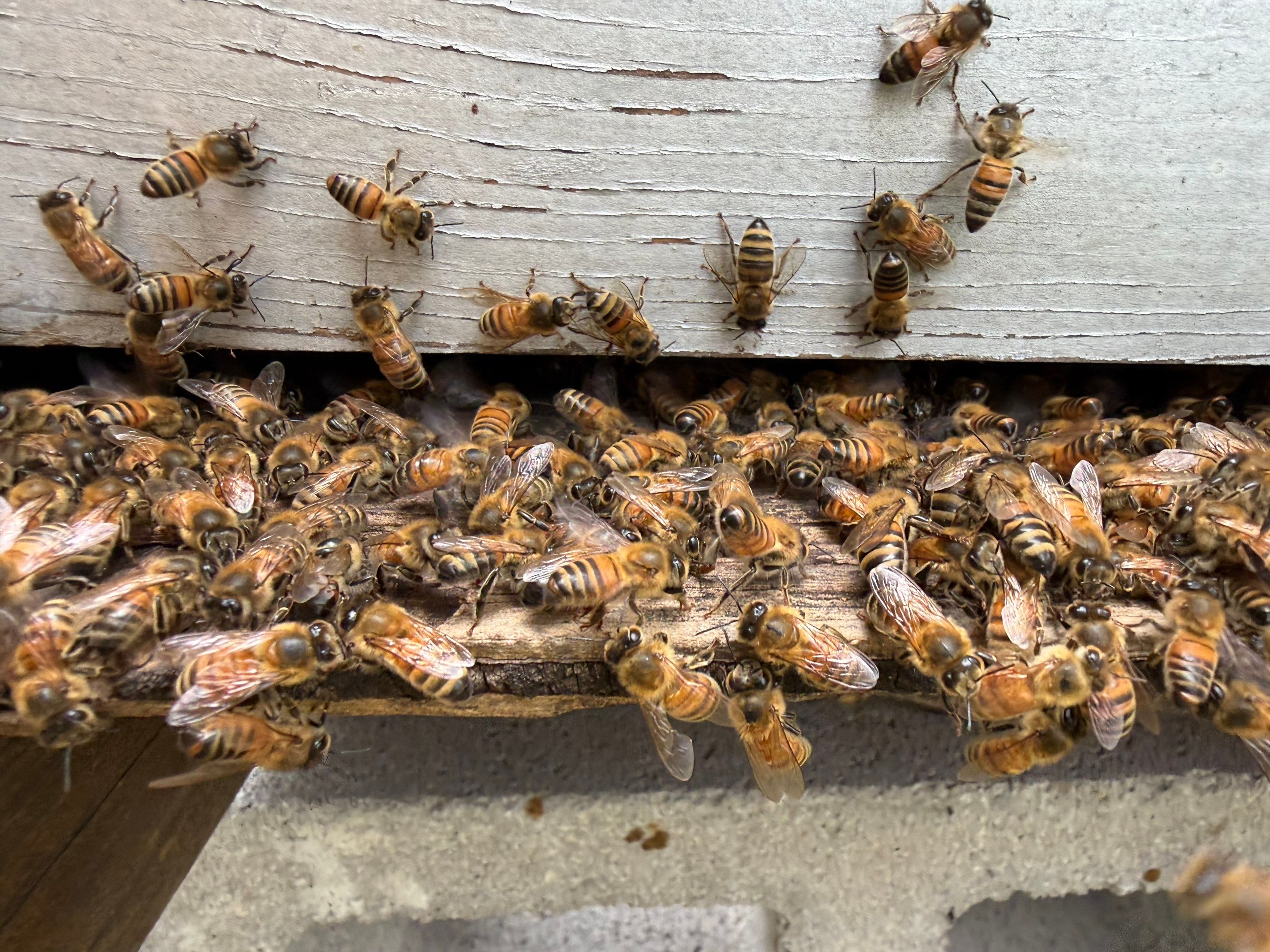 Project in Terrell, TX by Rockwall Honey Bee Company