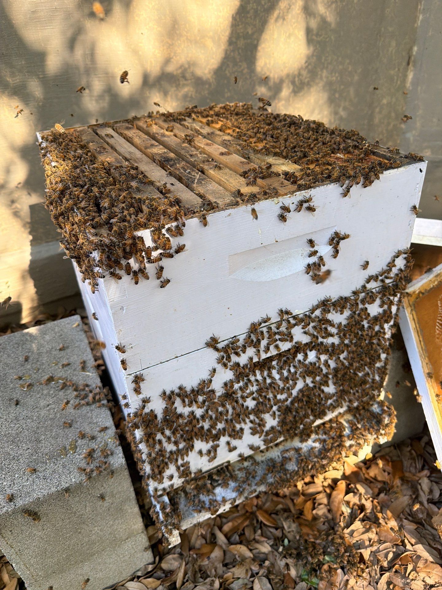 Backyard Survivor Stock by Rockwall Honey Bee Company