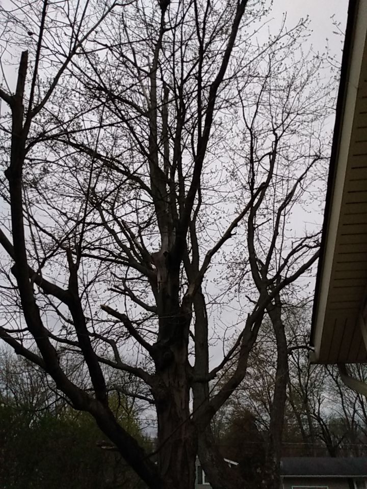 Tree Removal using Tree Removal by Mike Jones & Sons Tree Service LLC 