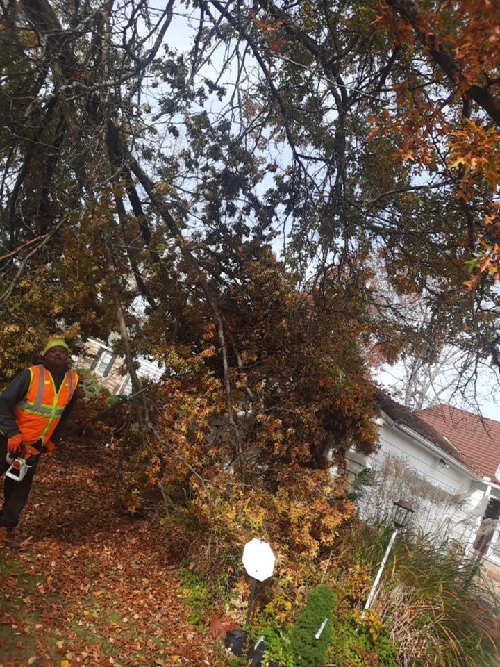 Tree Removal using Tree Removal by Mike Jones & Sons Tree Service LLC 