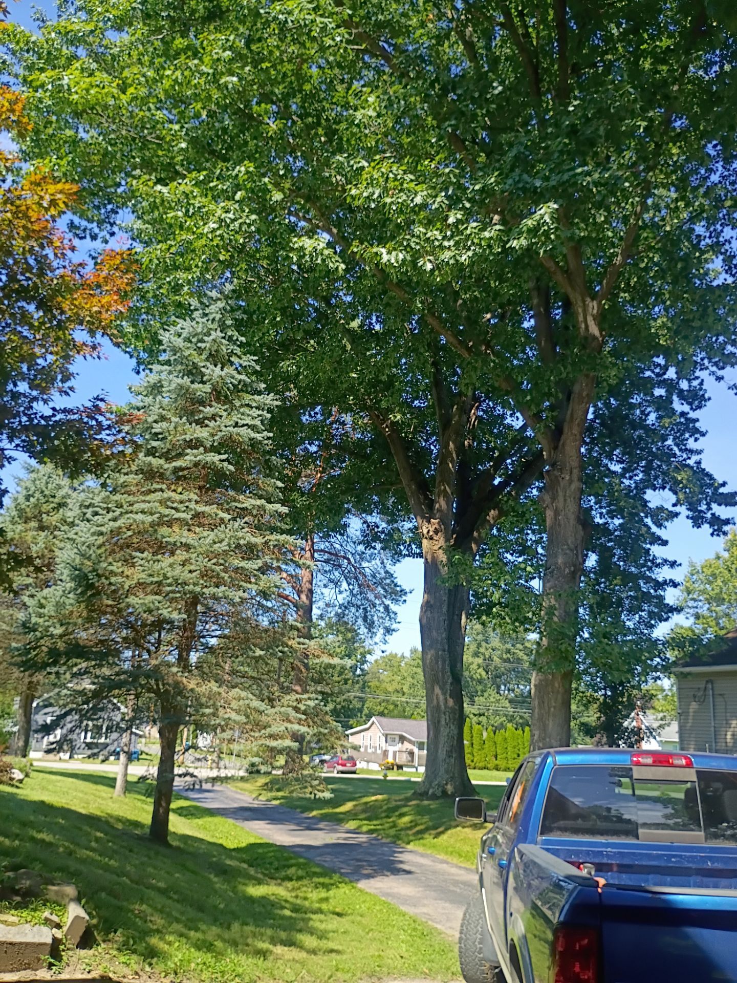 Tree Trimming & Tree Removal in Akron Ohio by Mike Jones & Sons Tree Service LLC 