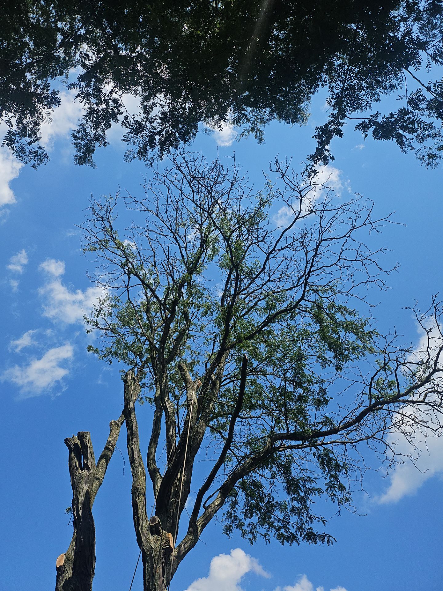 Tree Removal using Tree Removal by Mike Jones & Sons Tree Service LLC 