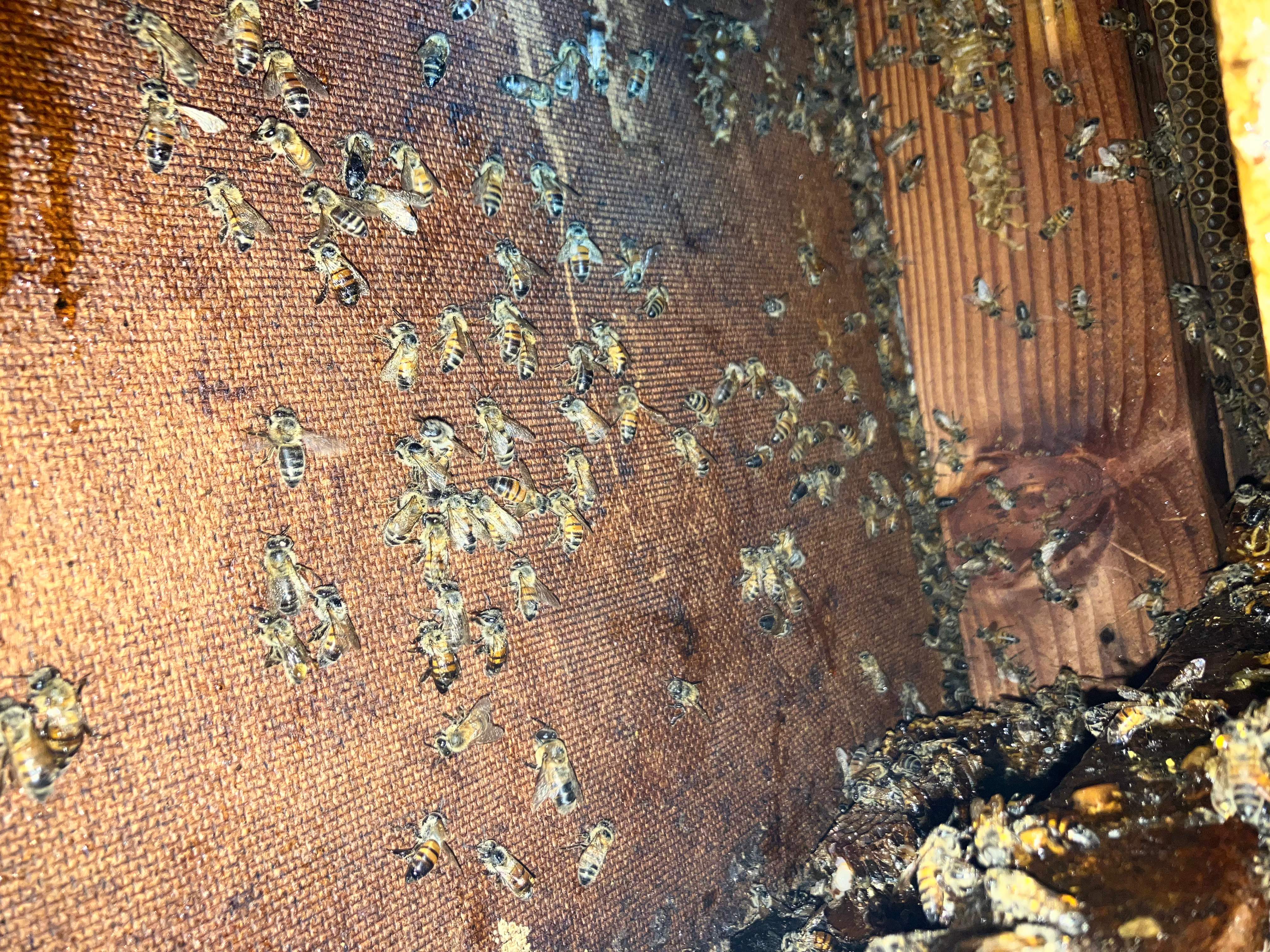 Hidden Garage by Rockwall Honey Bee Company