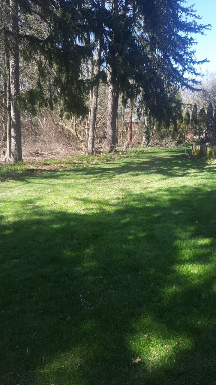 Tree Removal using Tree Removal by Mike Jones & Sons Tree Service LLC 