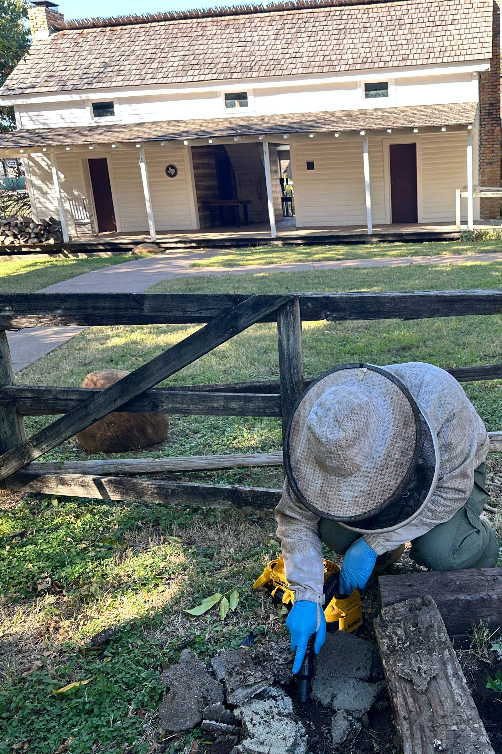 Yellowjackets at City Park by Rockwall Honey Bee Company
