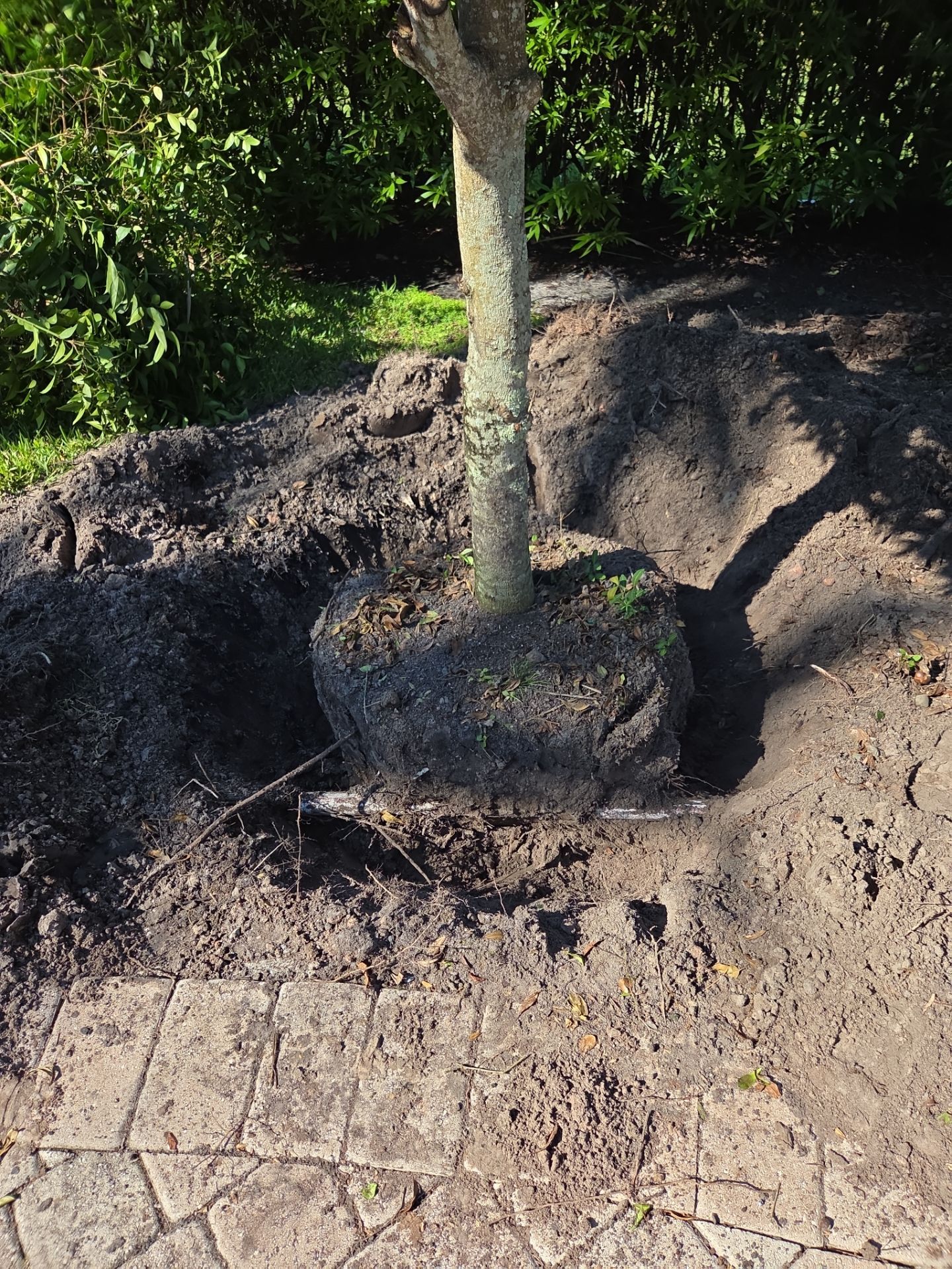 Hammock Creek Estate | Phase 1 – The Art of Precision Removal by Alpha Zeta Enterprises Inc