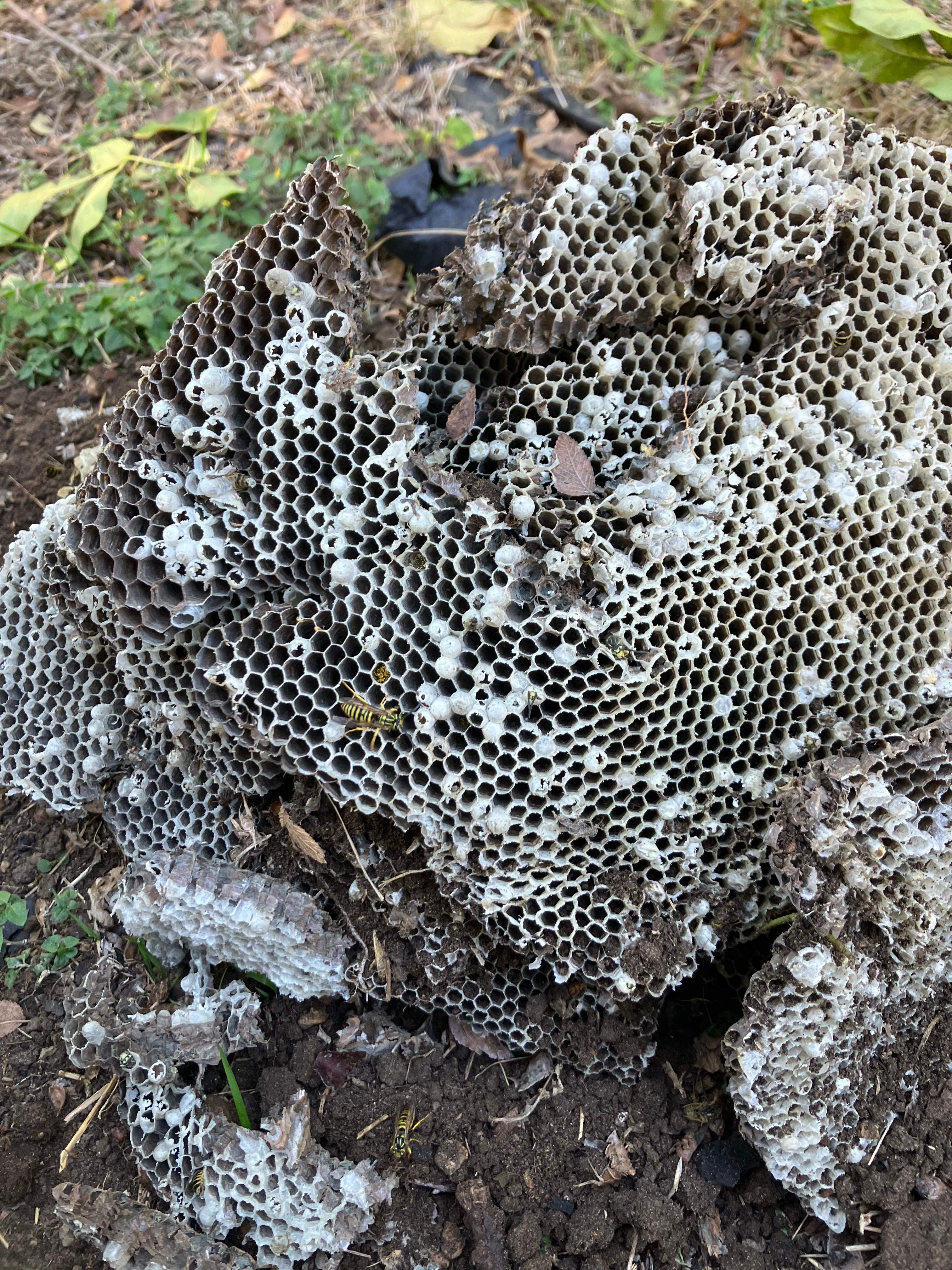 Yellowjackets at City Park by Rockwall Honey Bee Company