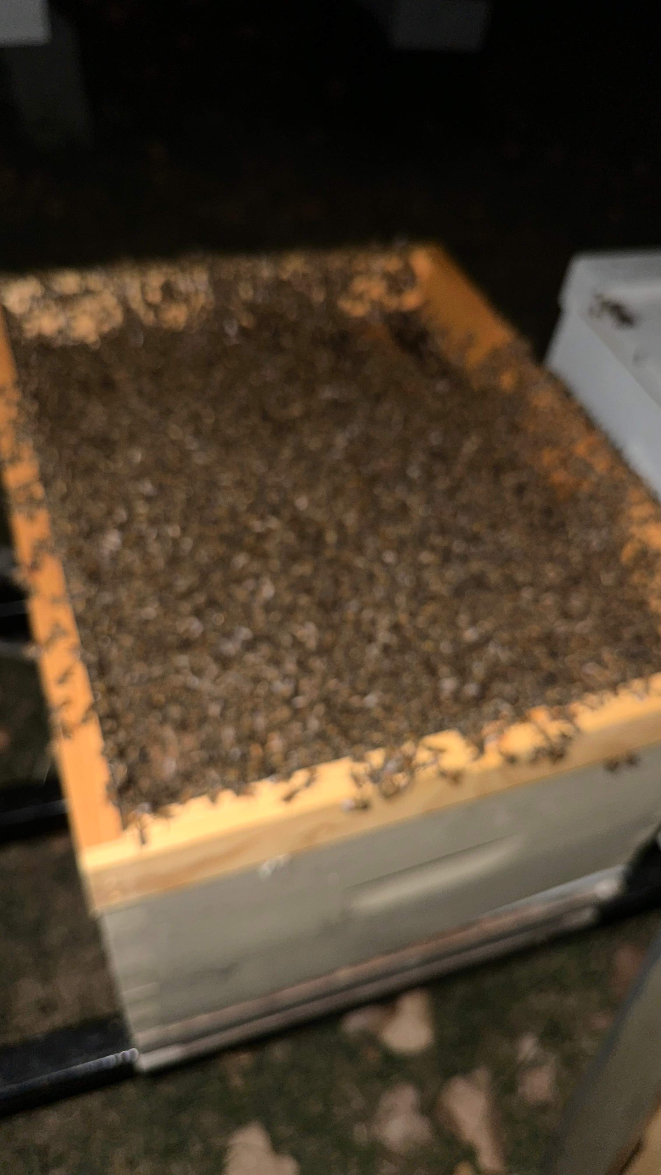 City Tree Company  by Rockwall Honey Bee Company