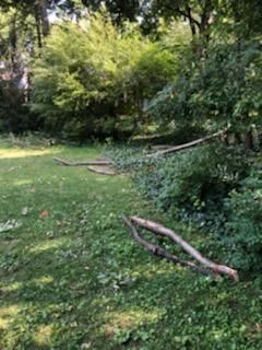 Tree Removal using Tree Removal by Mike Jones & Sons Tree Service LLC 