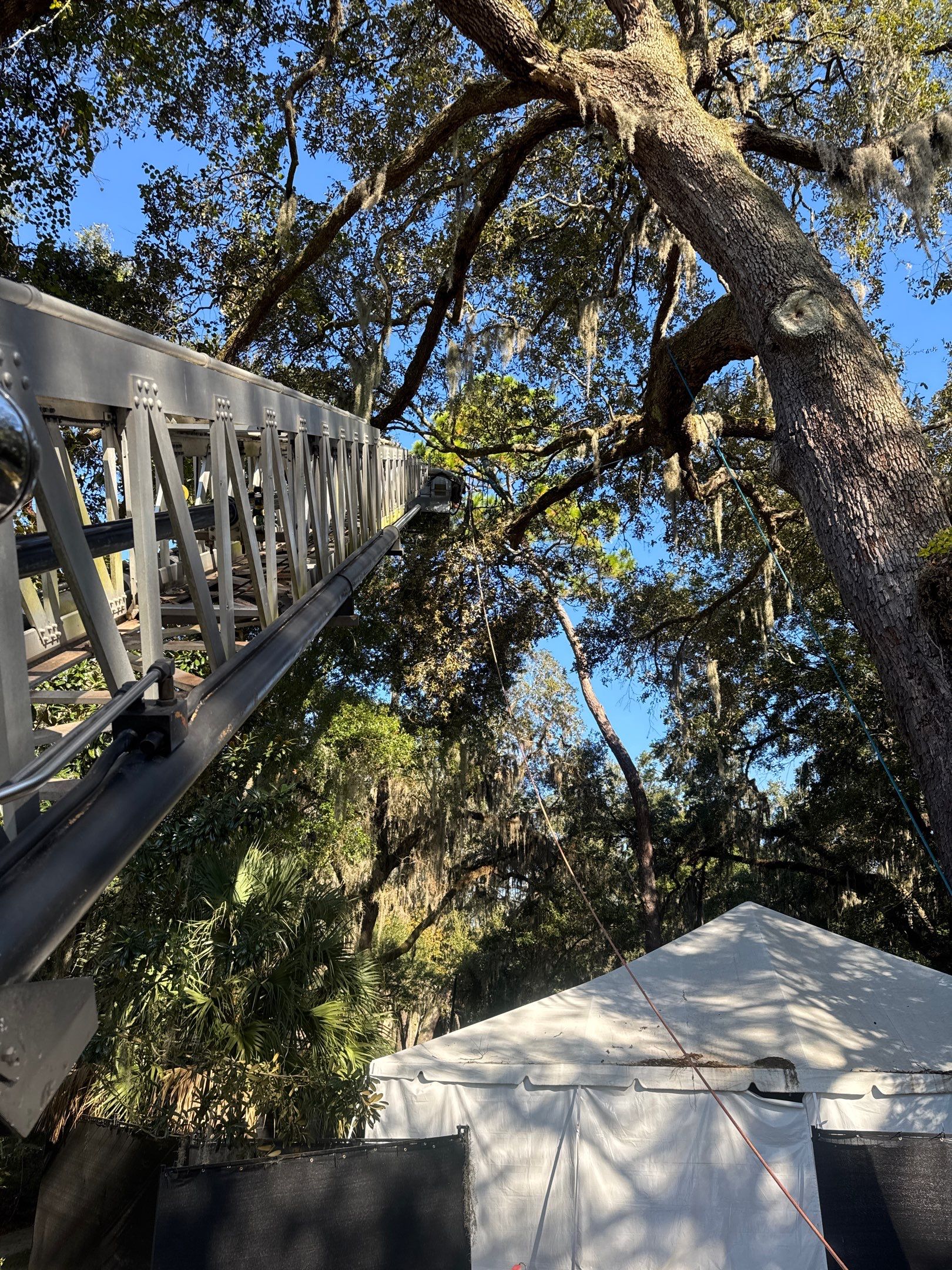 Episcopal | Large Tree Removal by ProGreen Services