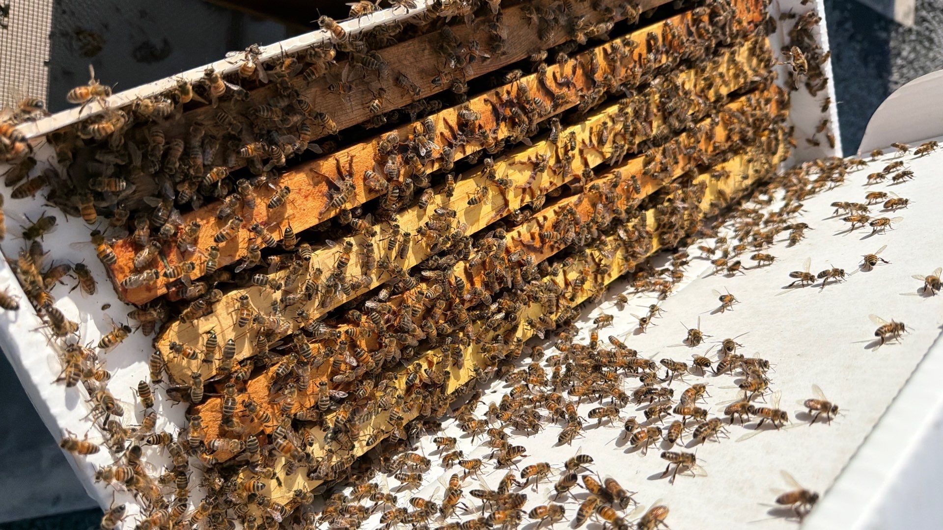 Momma K’s apiary by Rockwall Honey Bee Company