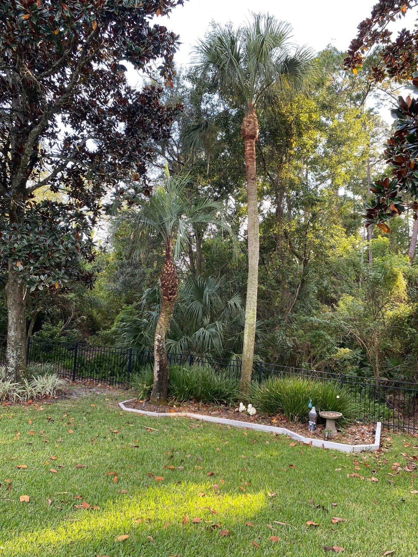 Deerwood Resident | Palm Tree Trimming by ProGreen Services