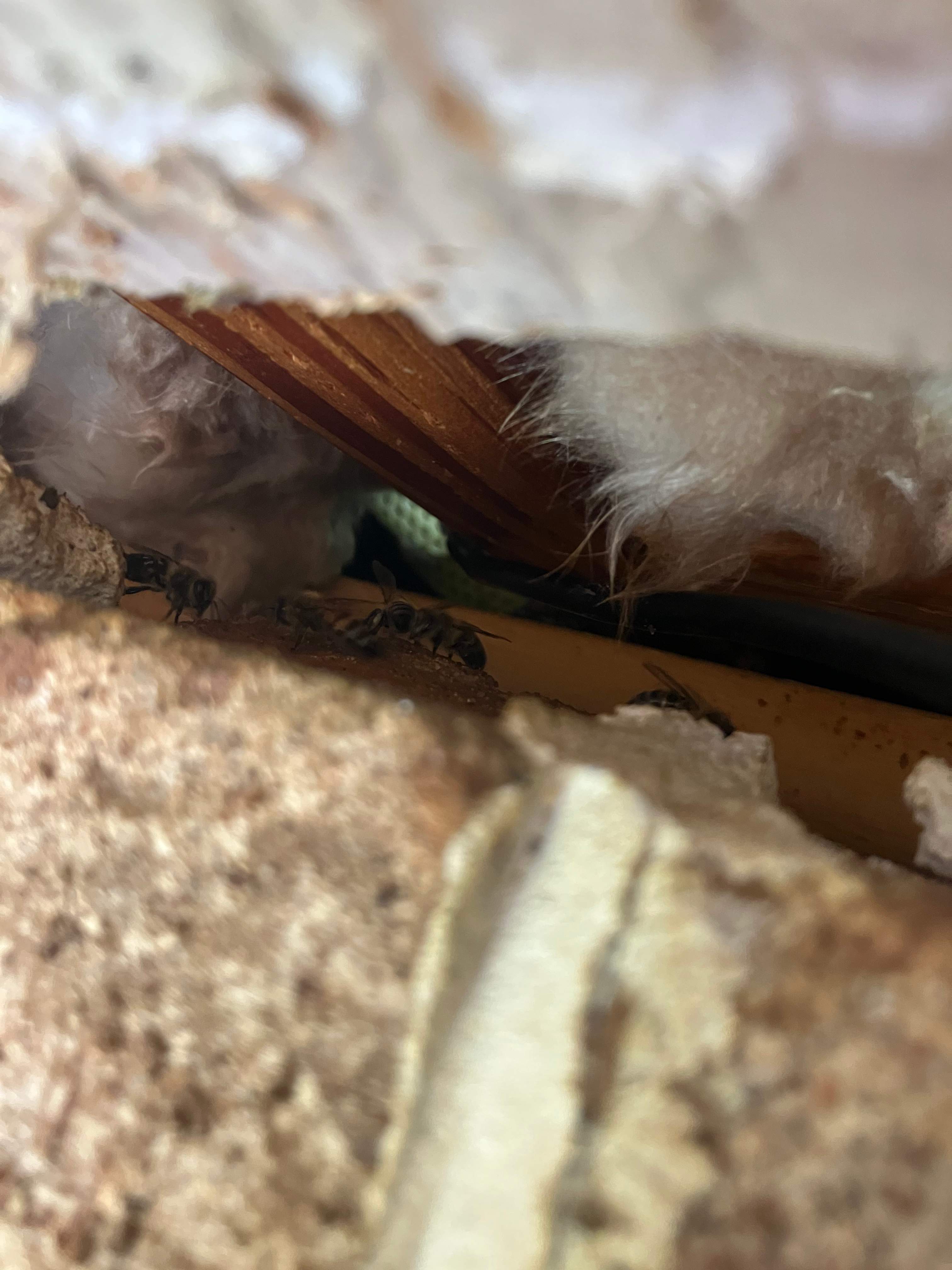 Brick Bees by Rockwall Honey Bee Company