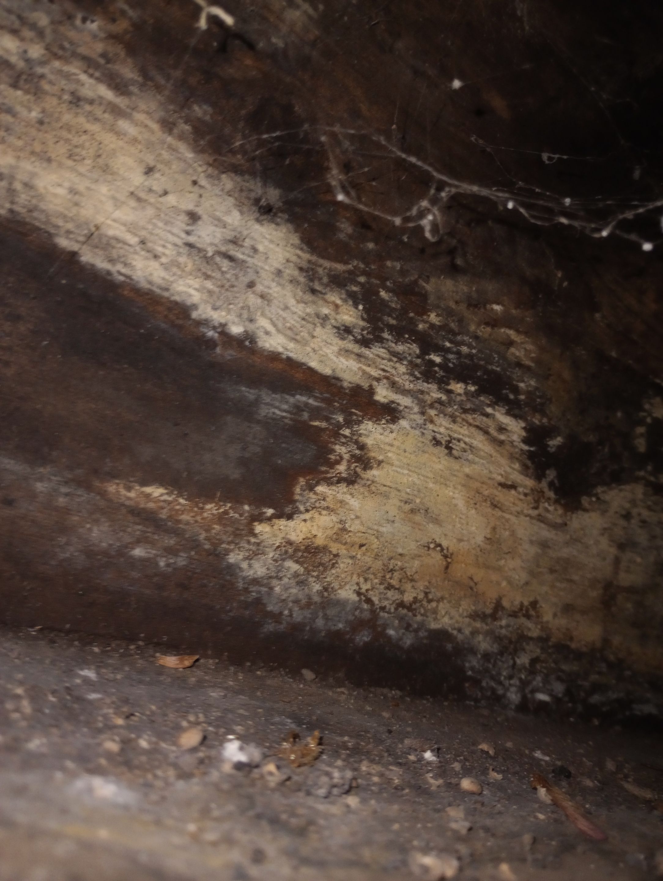 Mold Remediation in Bedroom  by ANR Restoration